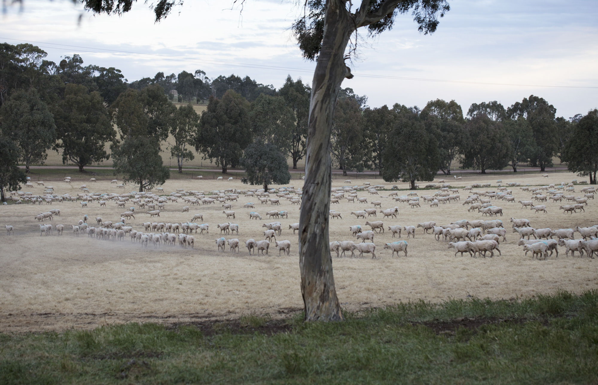 “CLICK GO THE SHEARS – FOR 175 YEARS” EVENT at Bungaree Station, South Australia.
