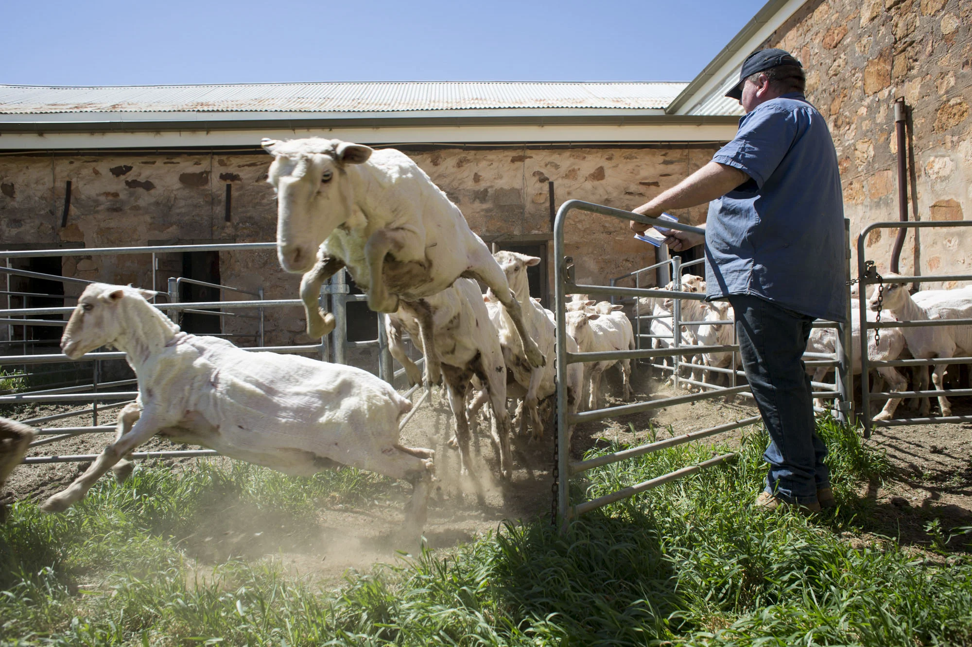 “CLICK GO THE SHEARS – FOR 175 YEARS” EVENT at Bungaree Station, South Australia. Shearing Contractor Neville Clarke who has been shearing at the station for 41 years
