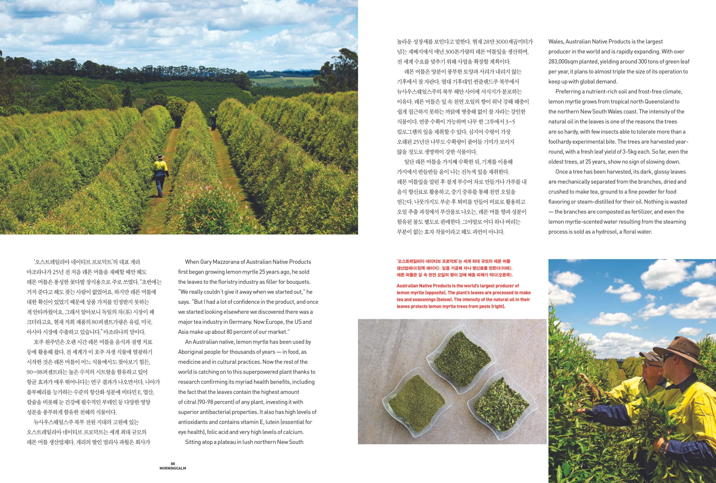 Lemon Myrtle For Morning Calm Magazine Korean Air Russell Shakespeare