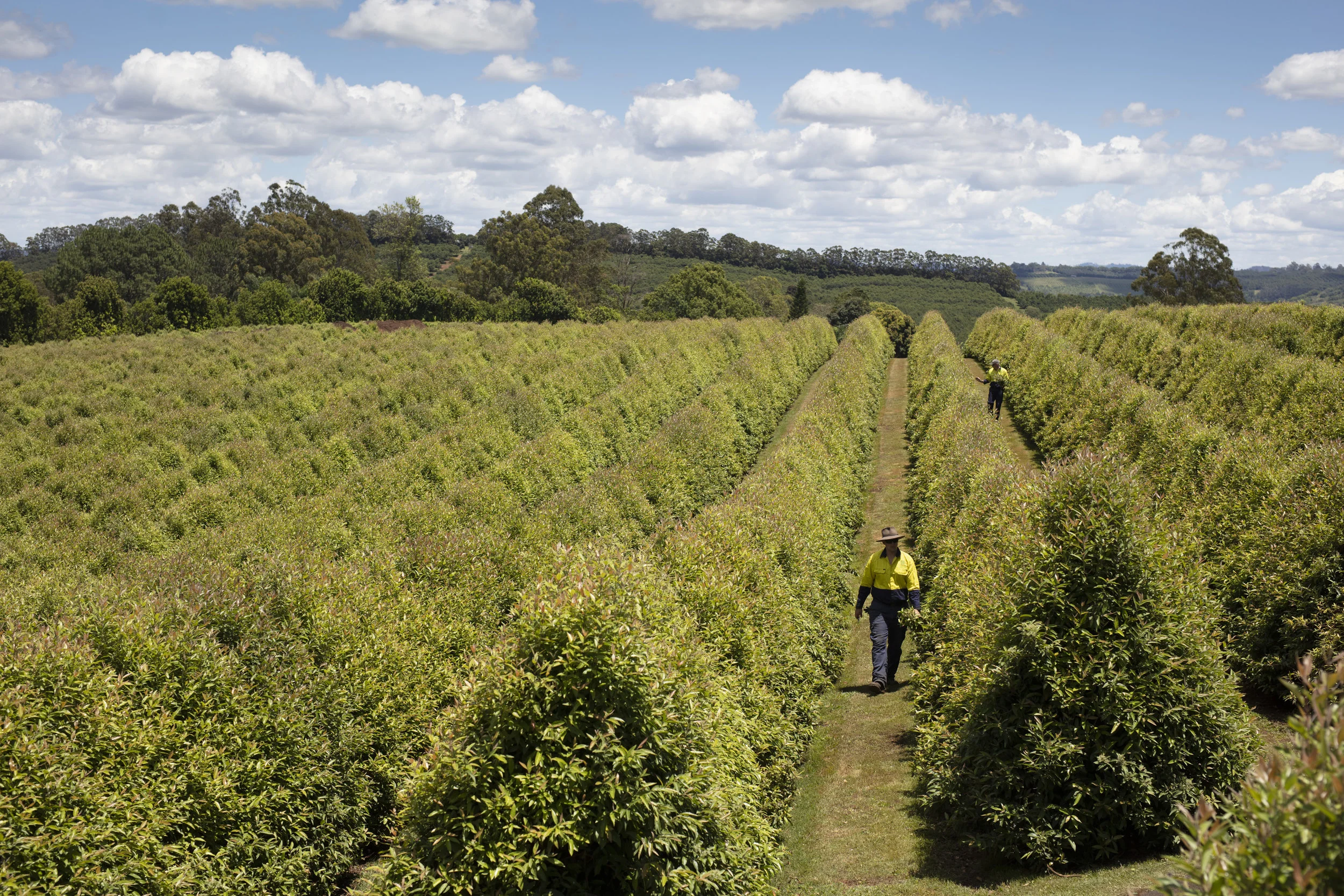 "Australian Native Products" 106 The Channon Road Lismore, NSW, Australia. This Lemon Myrtle Farm has 23 thousand trees. Workers pruning the trees, workers are Tim Smith (wide brimmed hat) and Peter Ralph (peaked cap)Photography : Russell Shakespeare