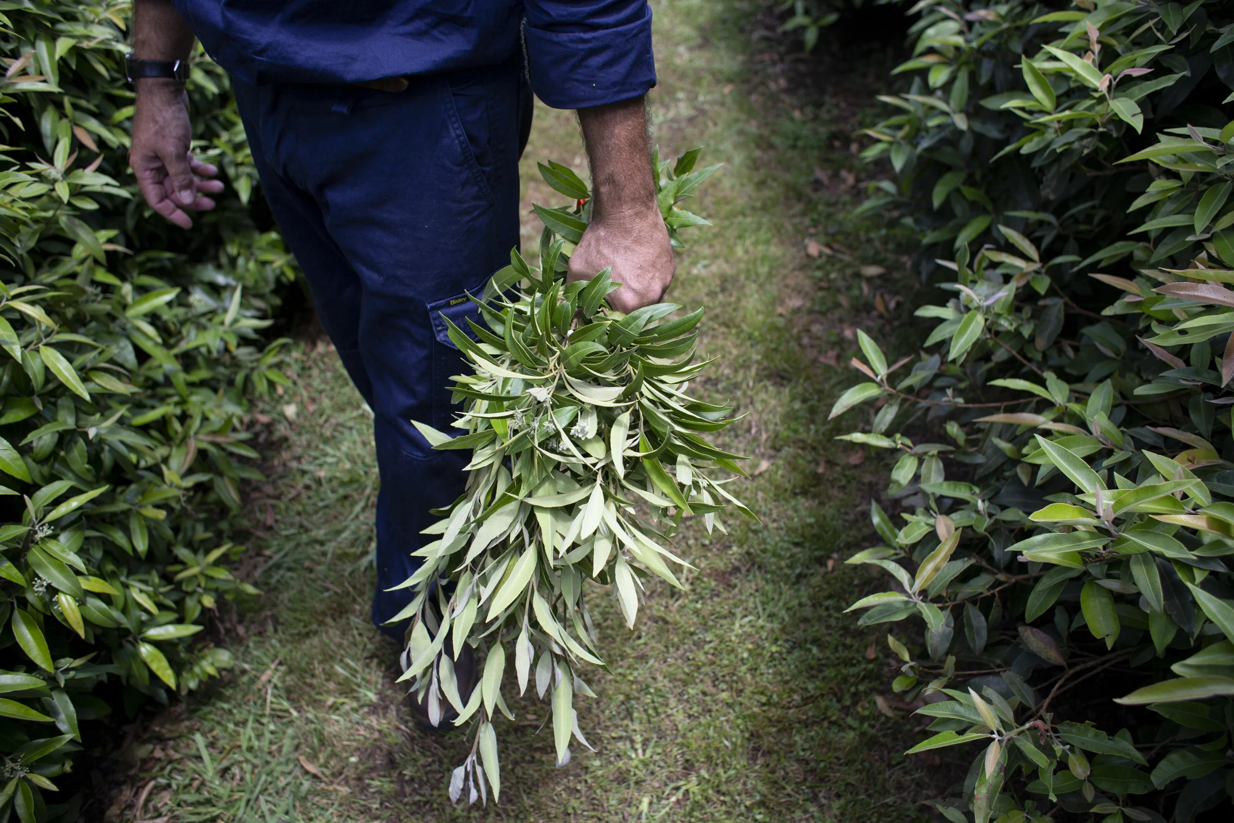 "Australian Native Products" 106 The Channon Road Lismore, NSW, Australia. This Lemon Myrtle Farm has 23 thousand trees. Photography : Russell Shakespeare