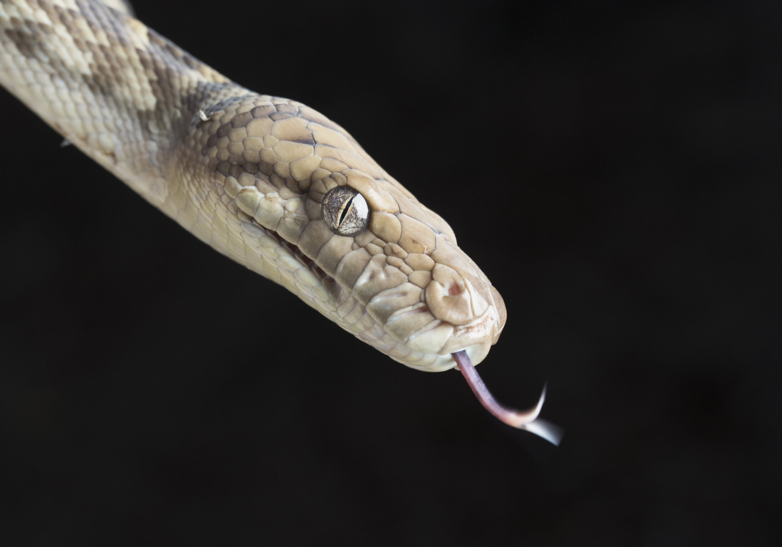  Scrub Python (file shot, copyright Russell Shakespeare/Australia Zoo) 