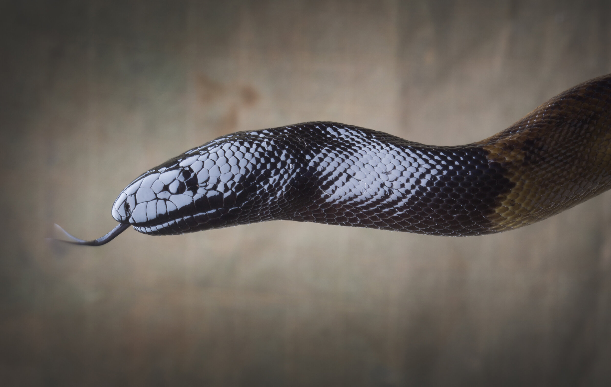  Black Headed Python, (file shot, copyright Russell Shakespeare/Australia Zoo) 