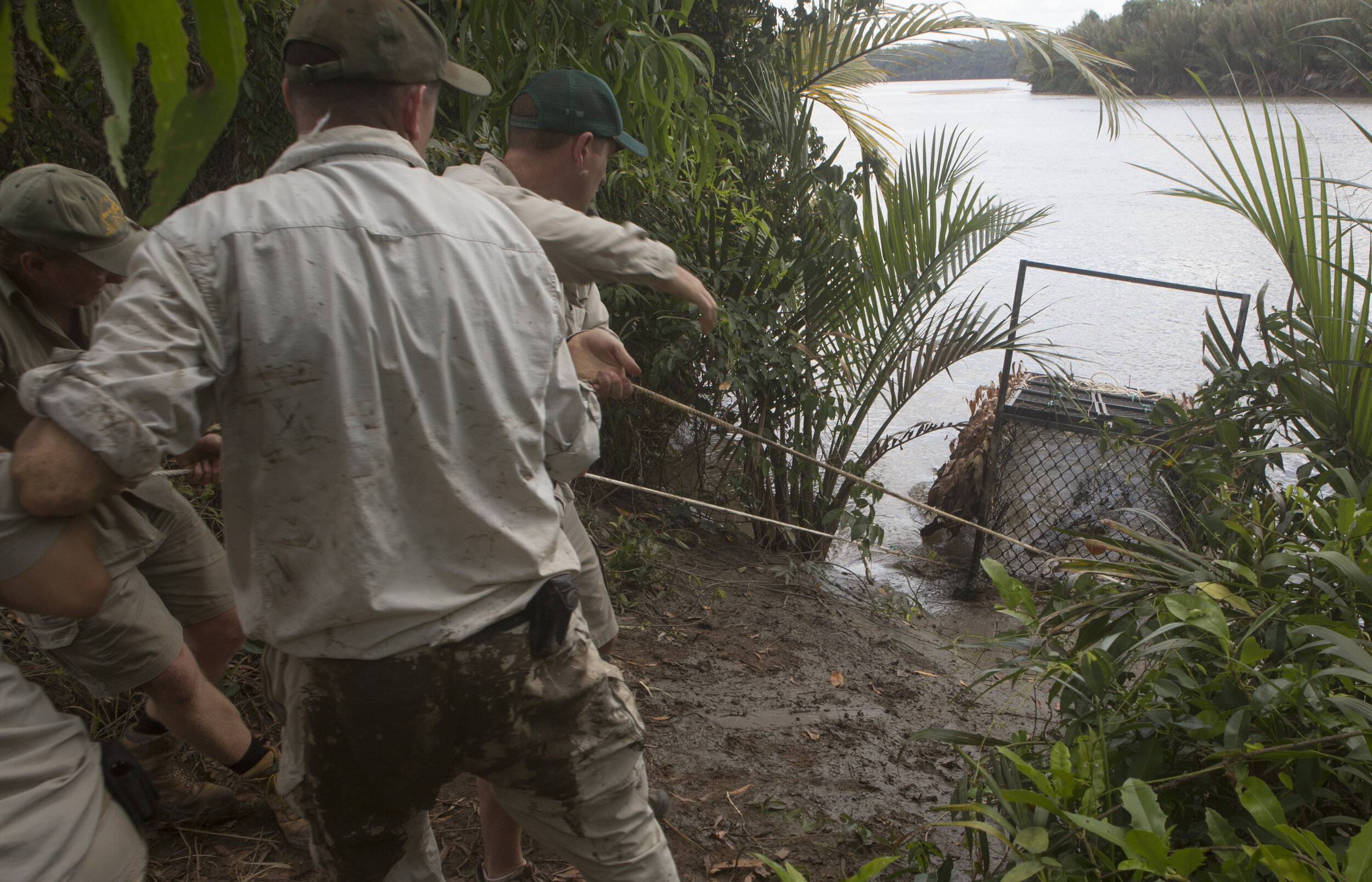  CRocodile Team all helping to pull the 15.5foot crocodile (in the floating trap onto land) 