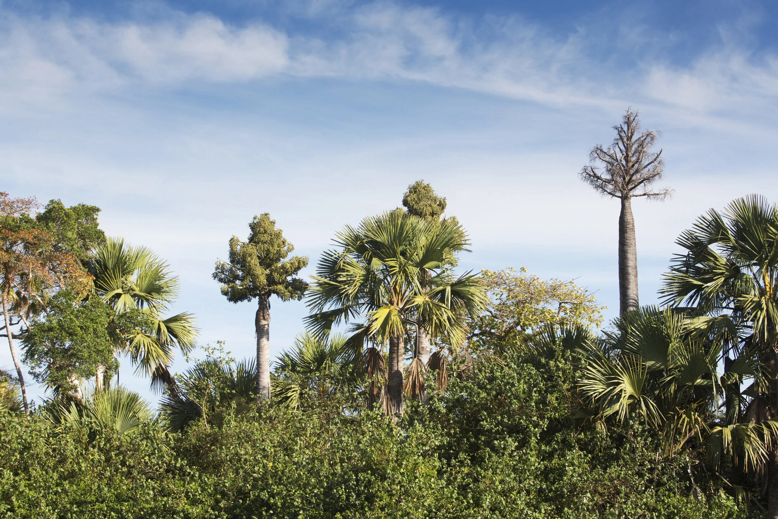  Vegetation along the Wenlock River. Corypha Palm. Only Flower once then they do(approx 40-50 years) 
