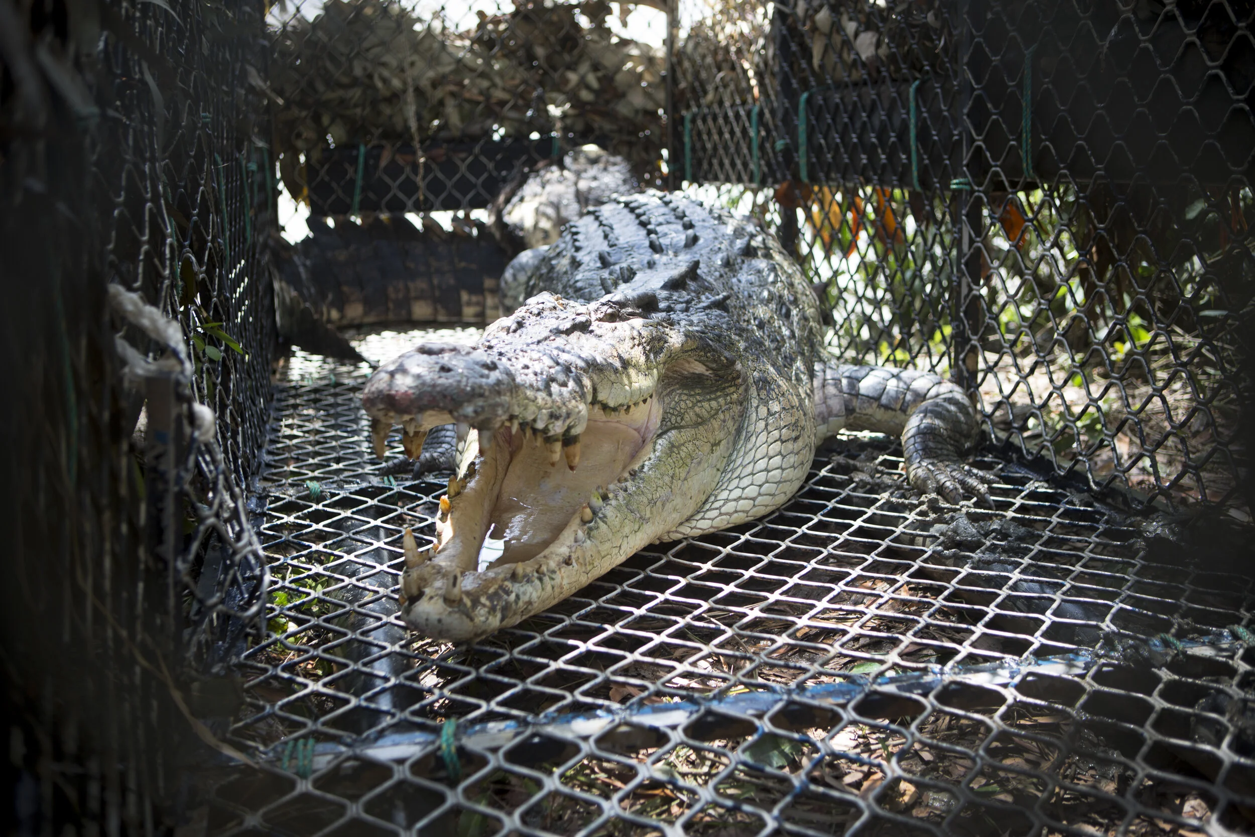  The Capture and release of Jurgen the Crocodile, who was originally captured in 2012 