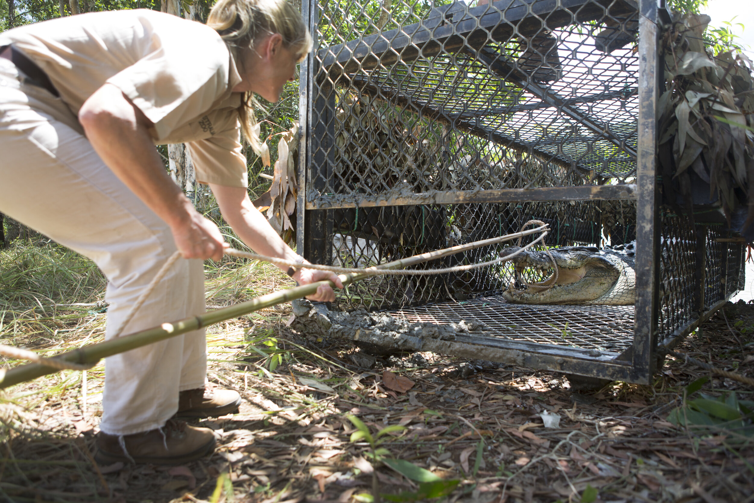  The Capture and release of Jurgen the Crocodile, who was originally captured in 2012 