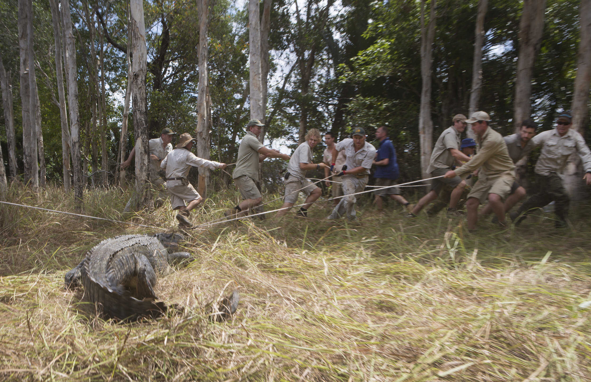  The Capture and release of Jurgen the Crocodile, who was originally captured in 2012 