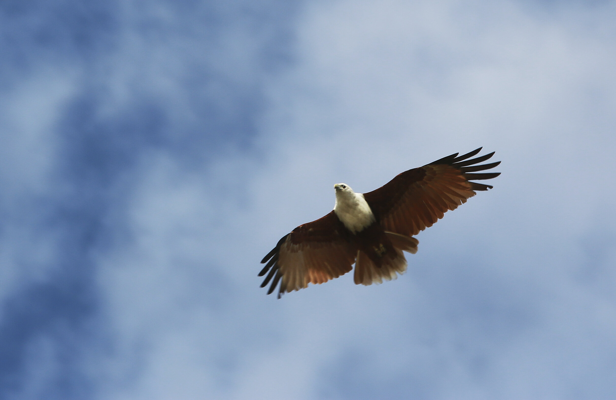  Brahminy Kite, (file shot, copyright Russell Shakespeare/Australia Zoo) 