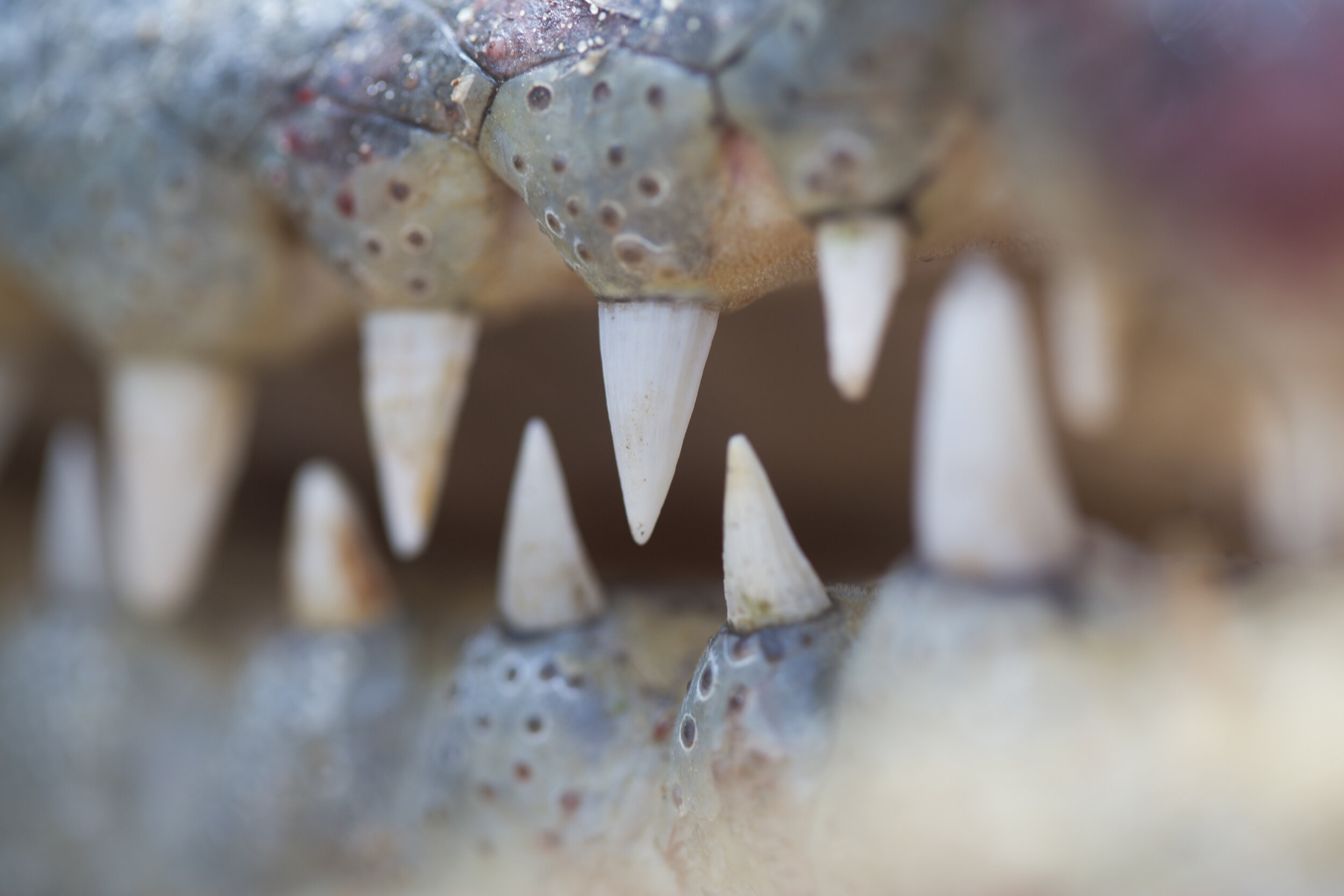  Crocodile Teeth 