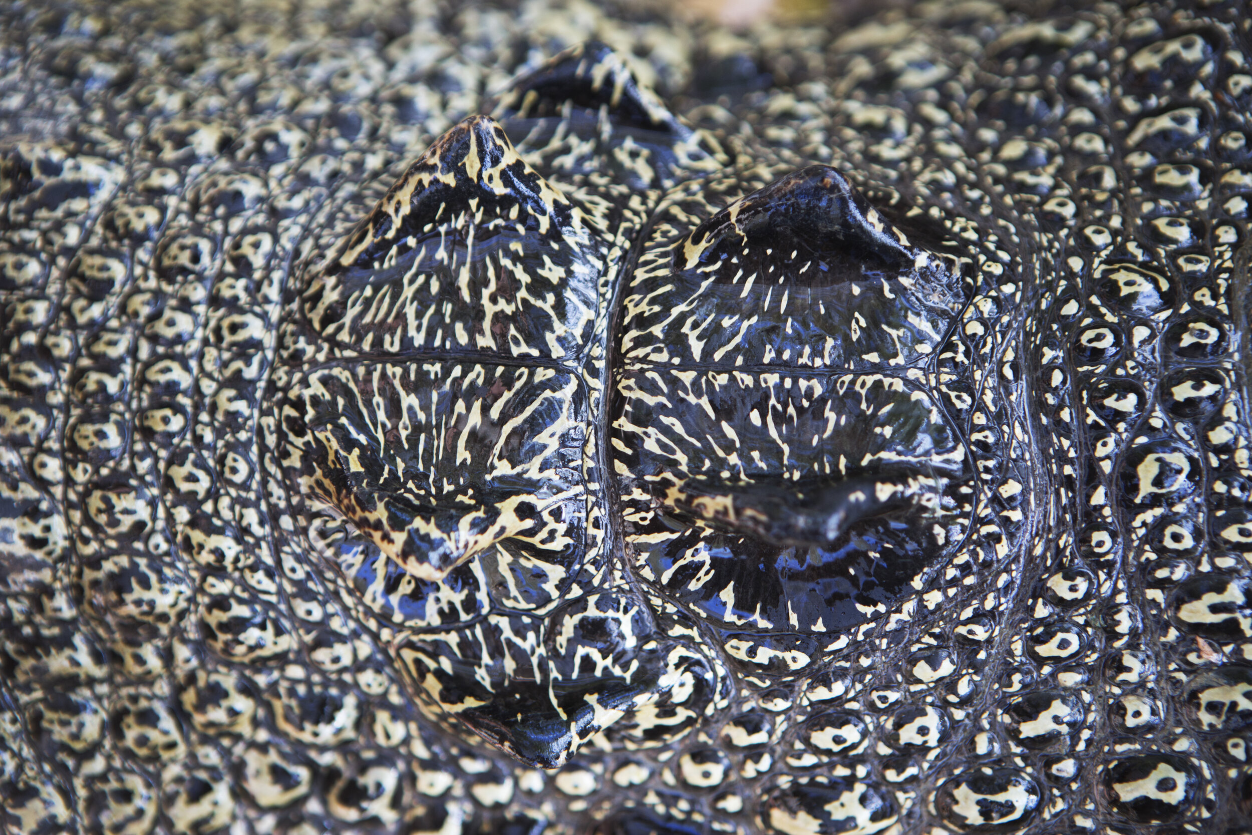  Detail of Crocodile Nuchal Shield (neck) 