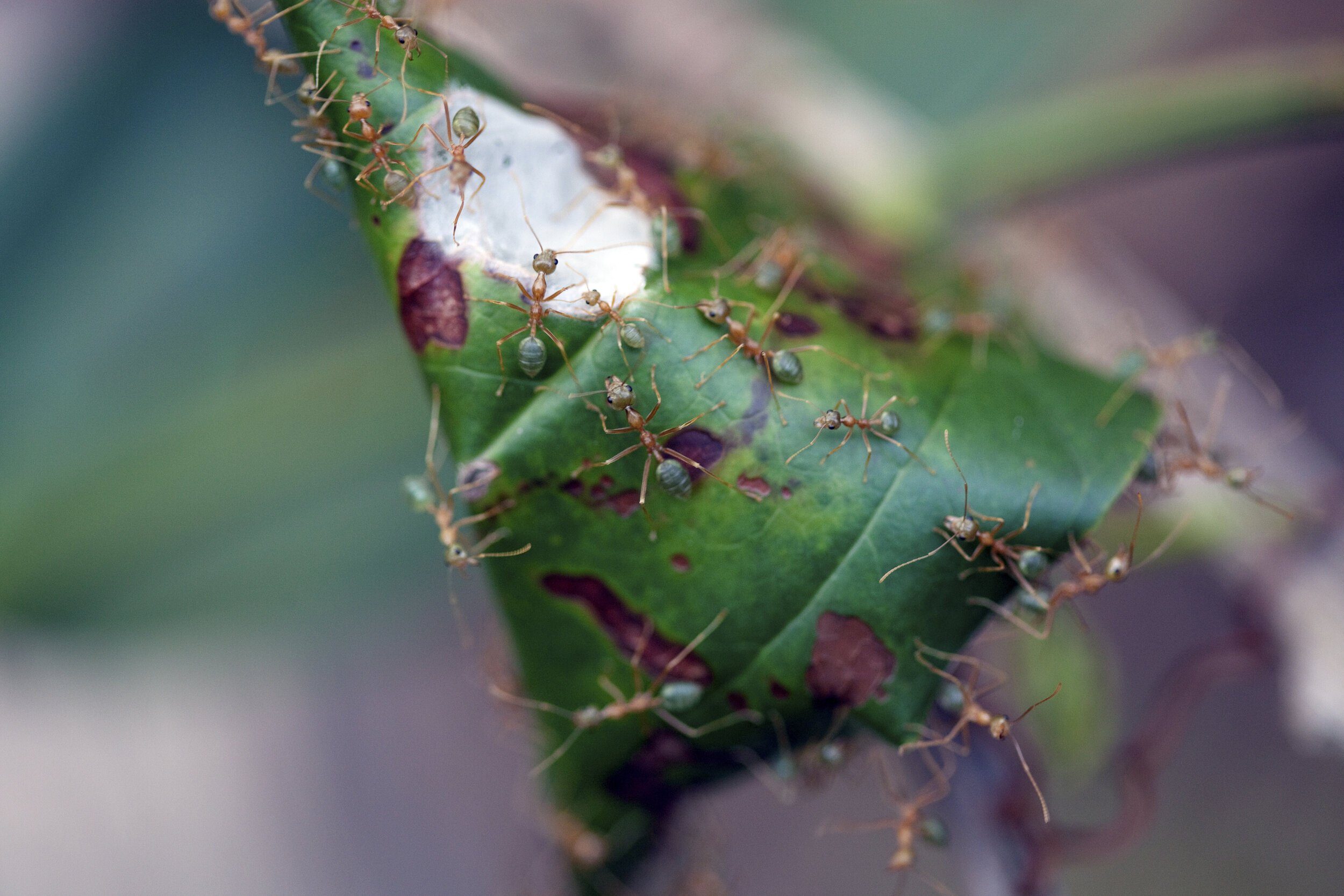  Green Ants 