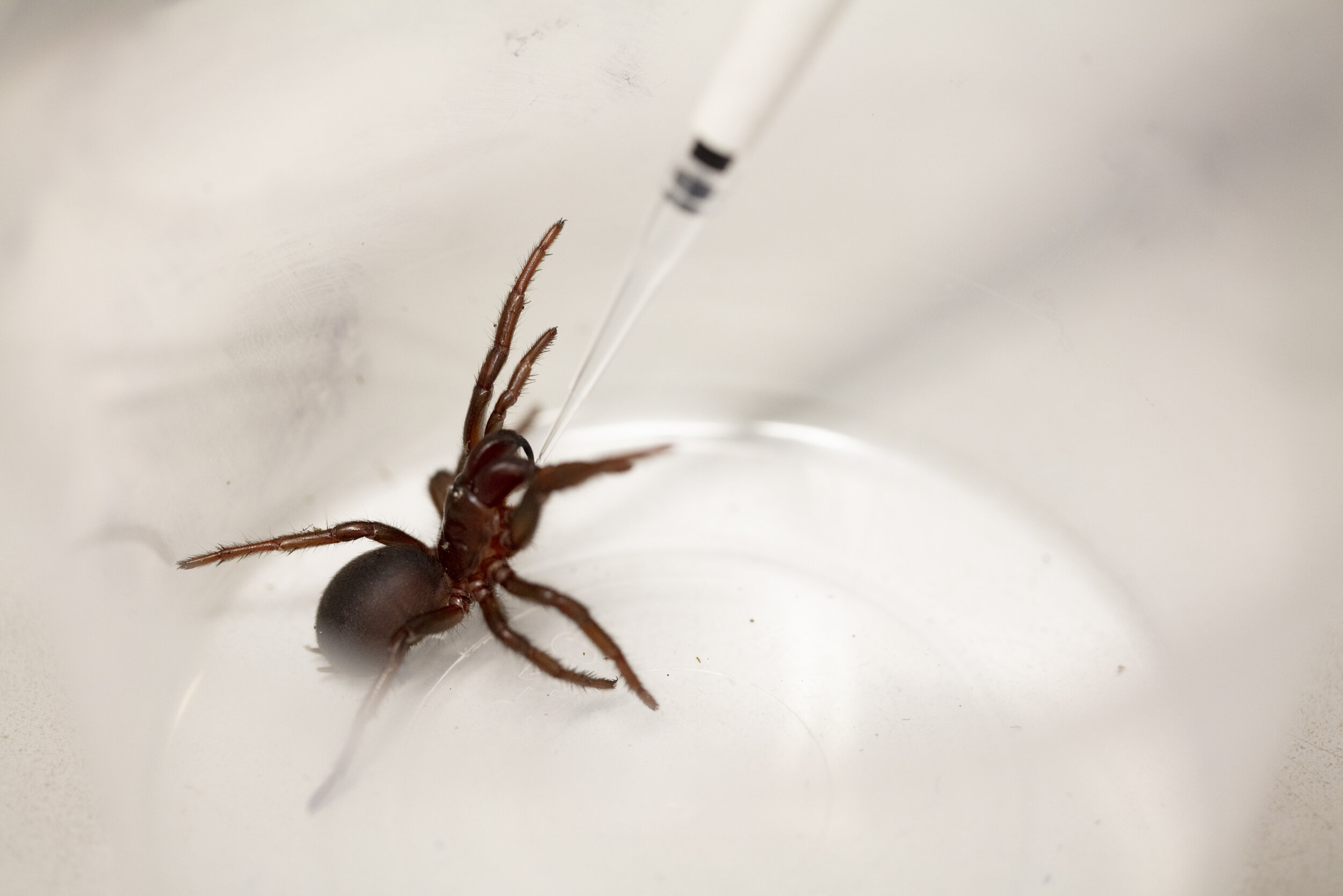  Phd student Sabrina Nolan in  the Insectory Lab at Institute for Molecular BioscienceThe University of Queensland.This is a Sydney funnel web spider" Clementine" in the process of being milked for Venom.A Papette is used to provoke the spider to str