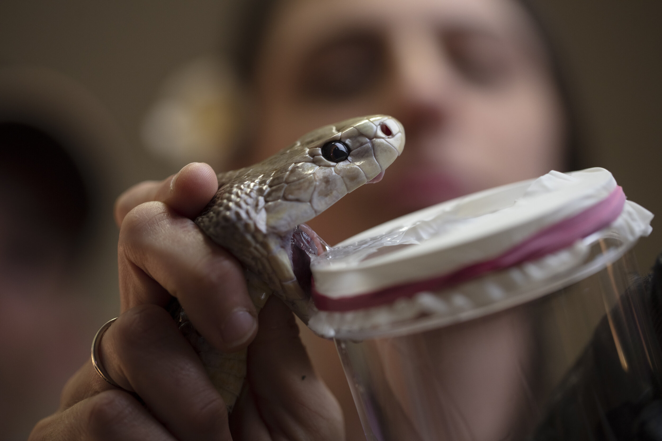  Christina Zdenek, a postdoctoral research fellow at Gehrman Labs University of Qld.Christina is photographed at home in Brisbane where she keeps some of Australias' most venomous snakes stored in her garage. Christina is milking a Coastal Taipan (Ox