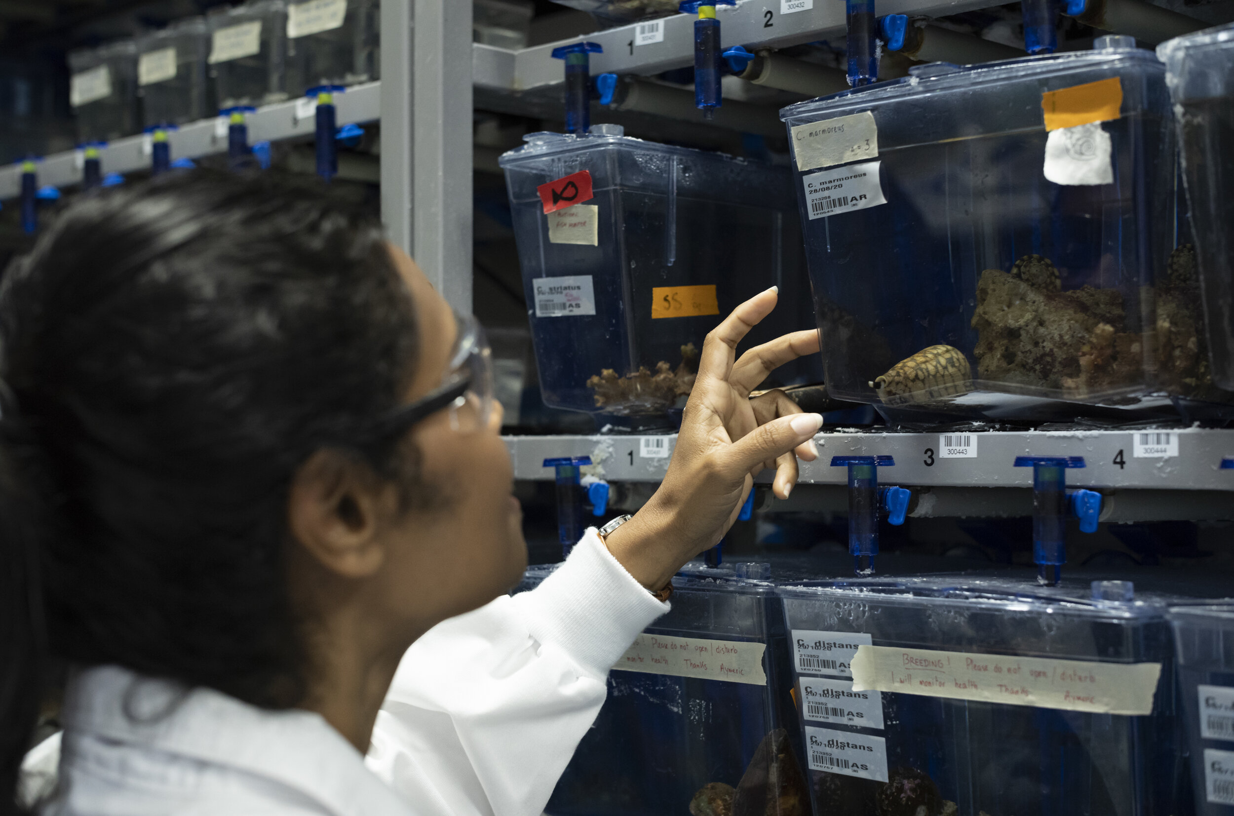  Post Doctorate Researcher Himaya Siddhihalu viewing the Marine Cone Snail in the Marine Aquarium , at Institute for Molecular BioscienceThe University of Queensland.Photography : Russell Shakespeare for Australian Geographic Magazine 