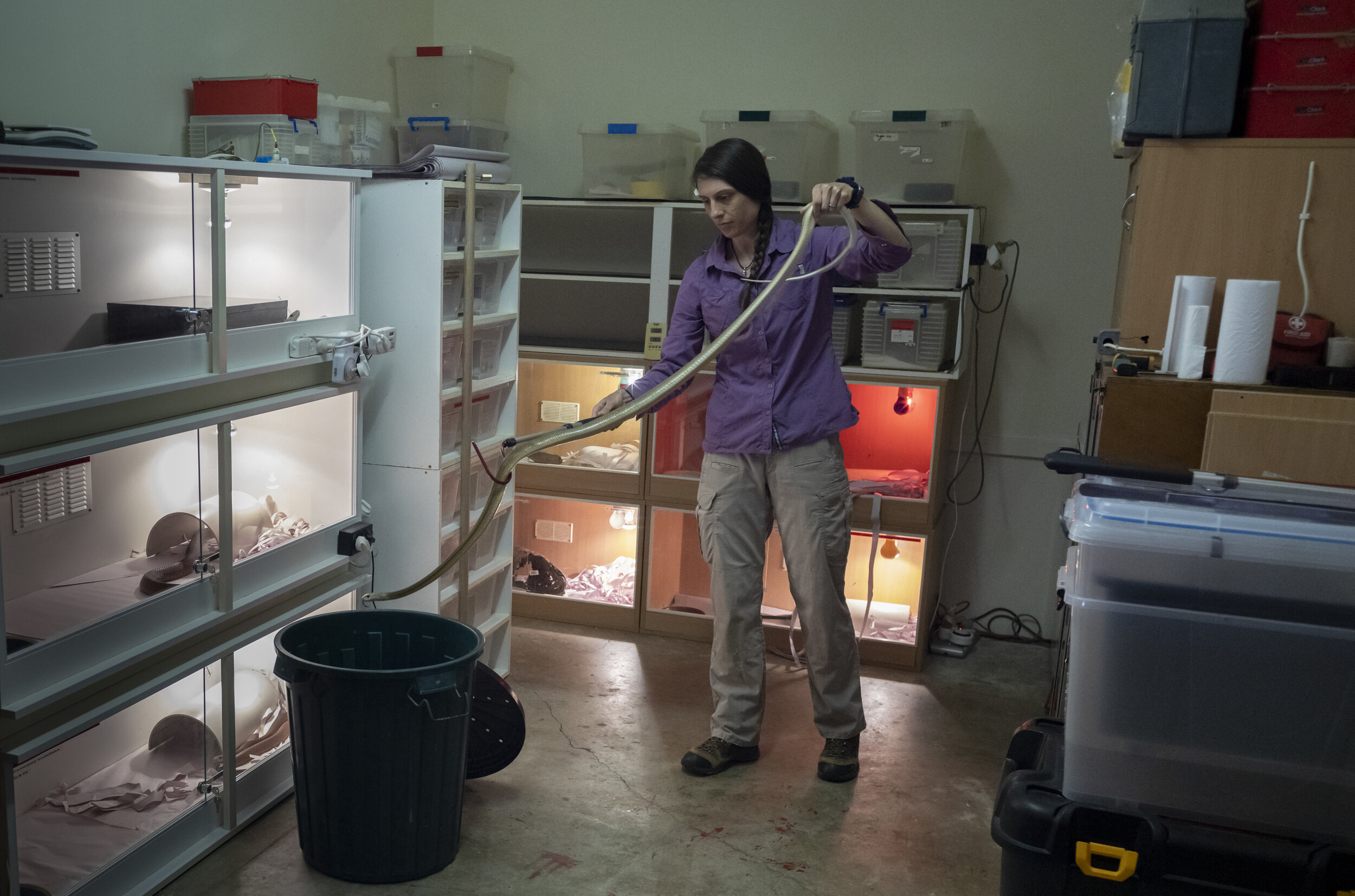  Christina Zdenek, a postdoctoral research fellow at Gehrman Labs University of Qld.Christina is photographed at home in Brisbane where she keeps some of Australias' most venomous snakes stored in her garage. Christina is moving a Coastal Taipan (Oxy