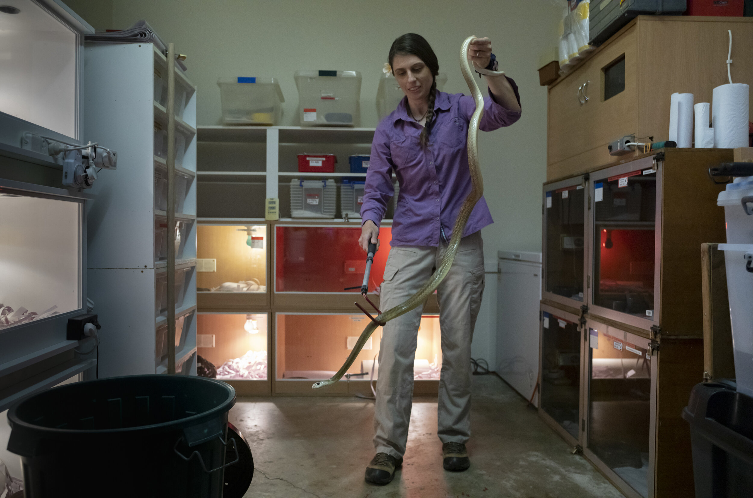  Christina Zdenek, a postdoctoral research fellow at Gehrman Labs University of Qld.Christina is photographed at home in Brisbane where she keeps some of Australias' most venomous snakes stored in her garage. Christina is moving a Coastal Taipan (Oxy