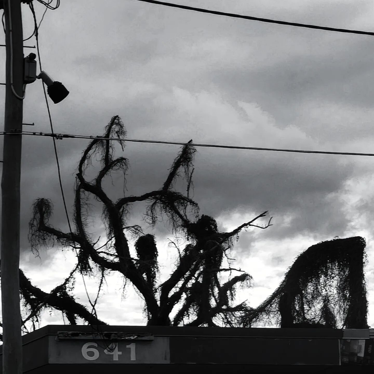 spooky trees of Brisbane