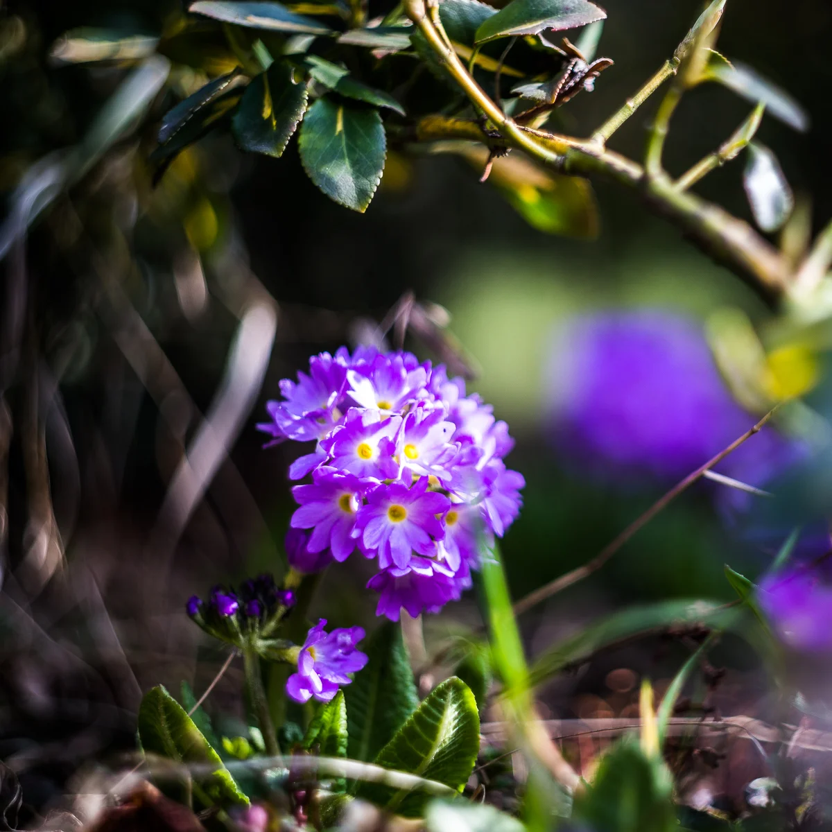 Wiosna! Gdyby ktoś jeszcze miał wątpliwości;)