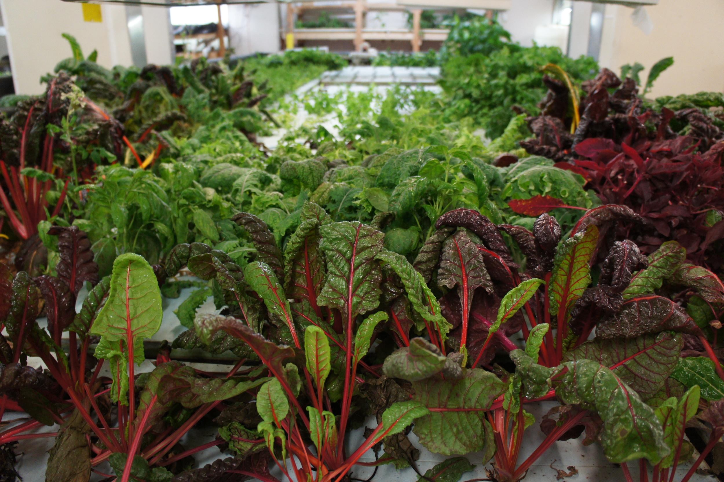 Aquaponic Agriculture - The Plant Chicago