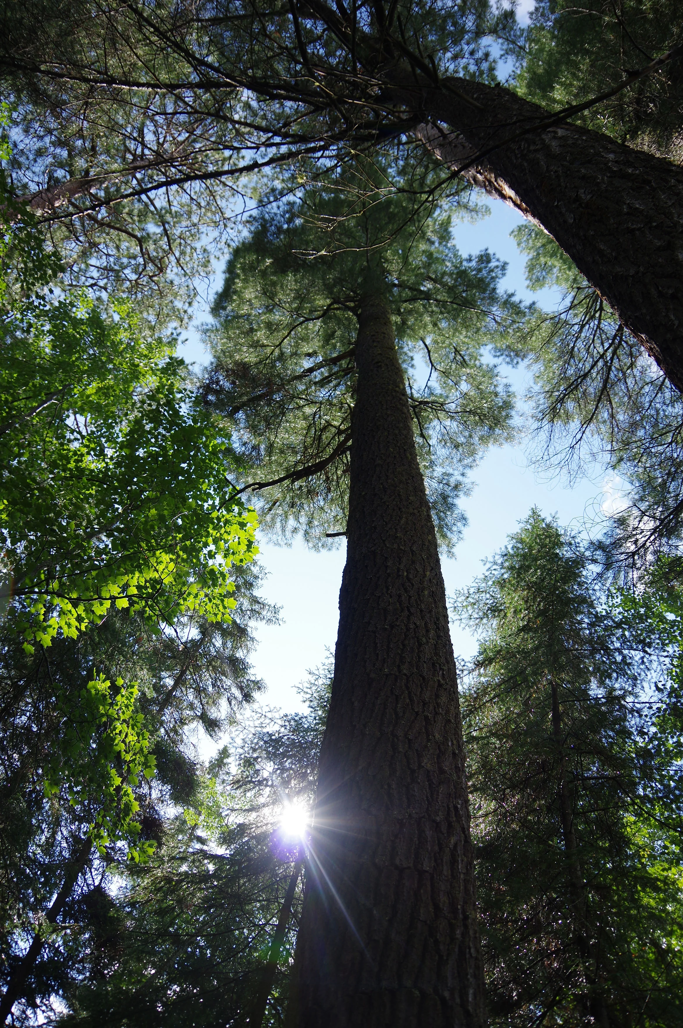 Tem17 old growth sun.jpg