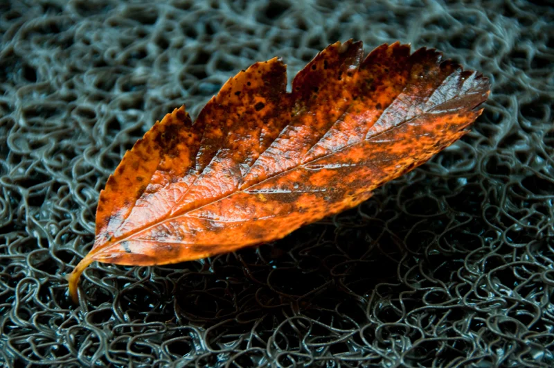 aop_1975_800px.jpg