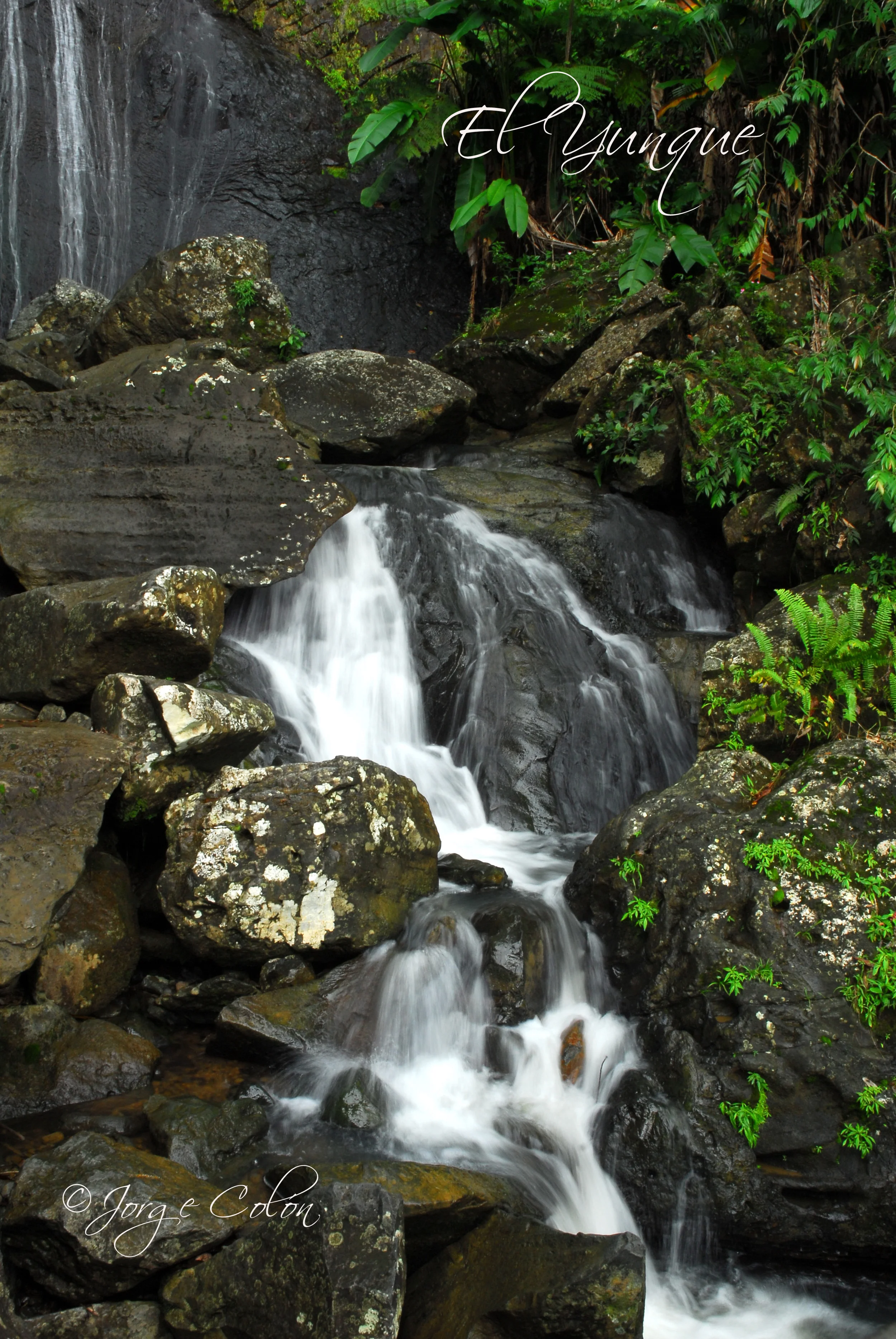 Yunque 3 copy.jpg
