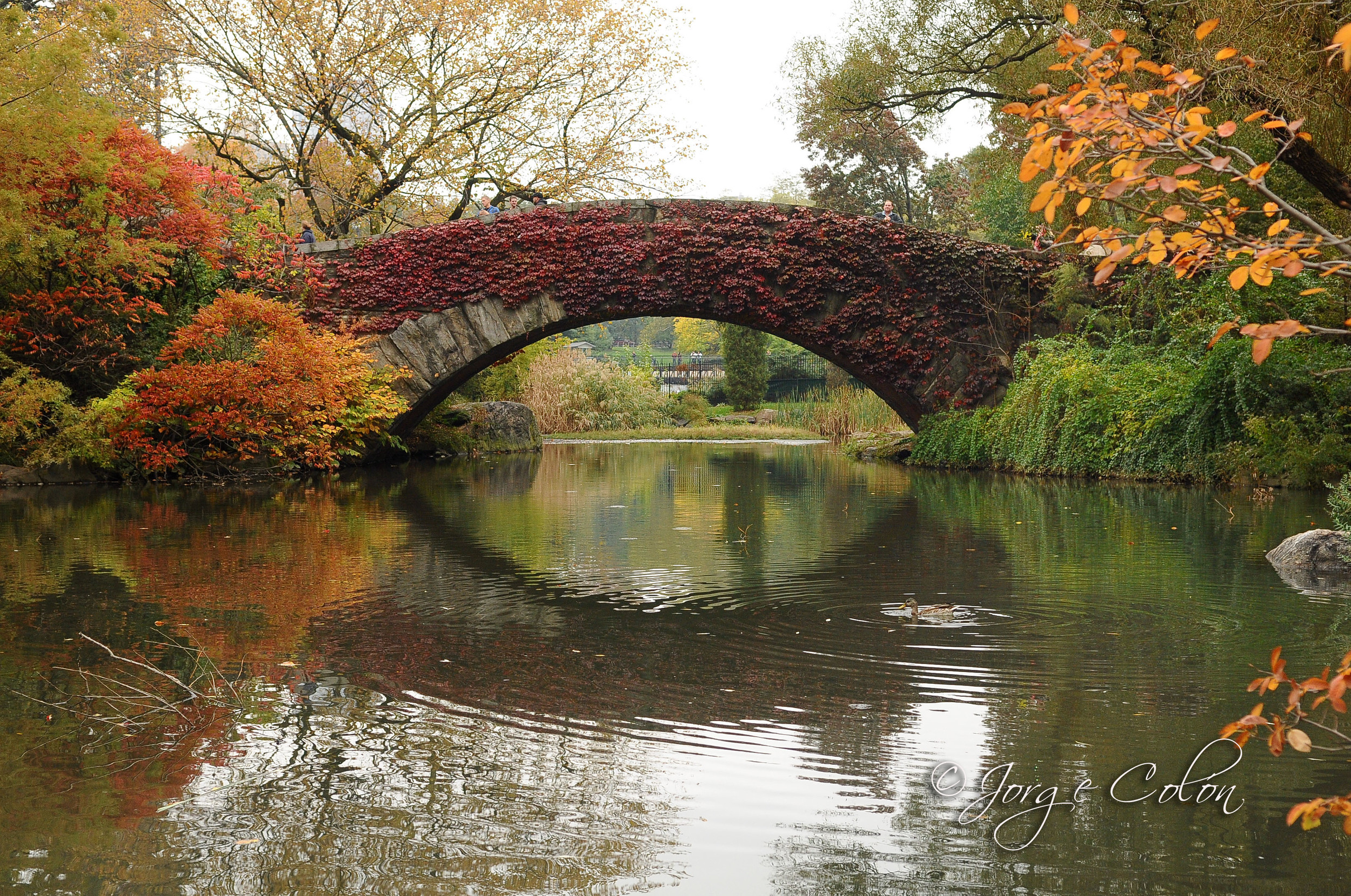 Central Park 2012 copy.jpg