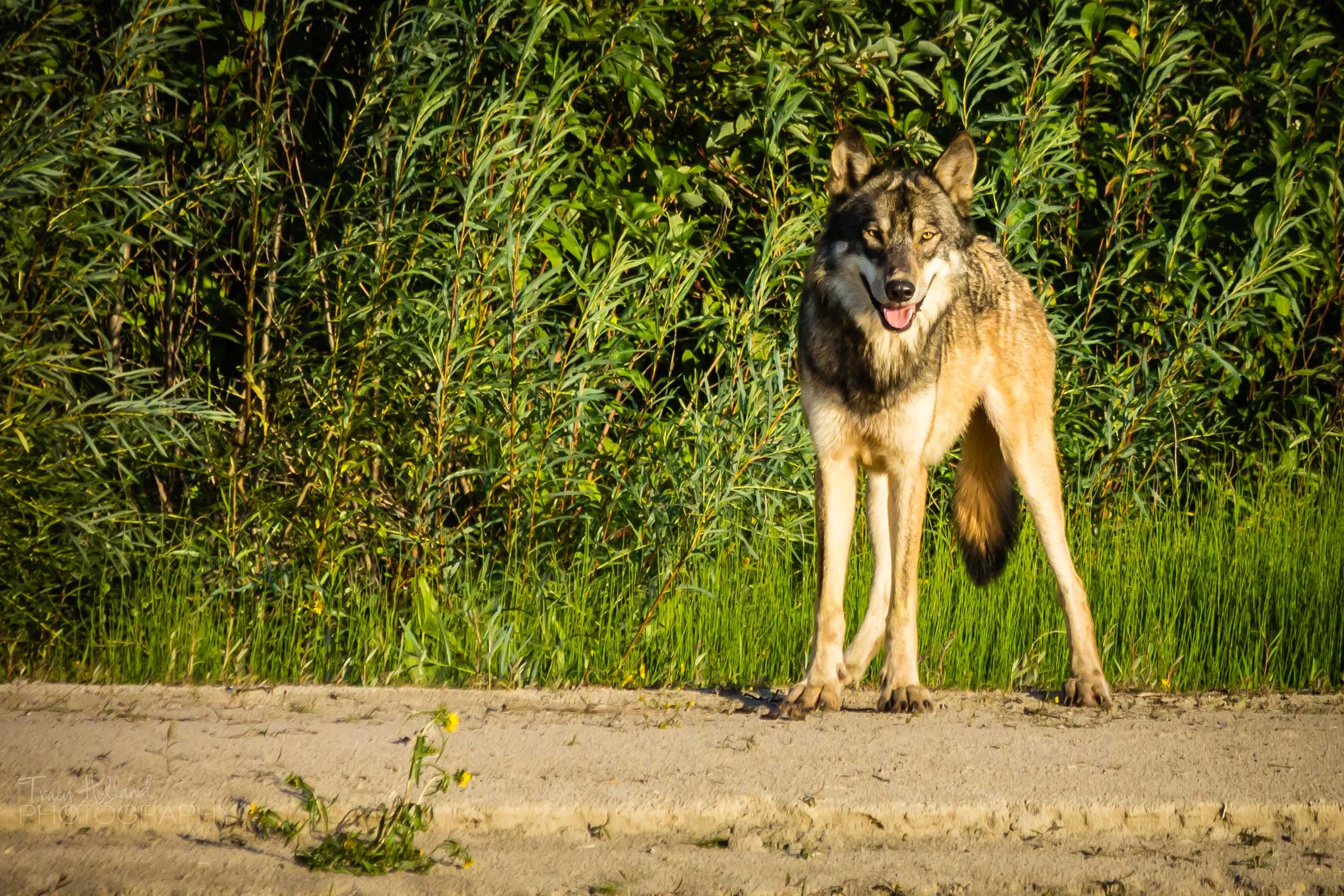 Wolf Prt 082214-9268.jpg