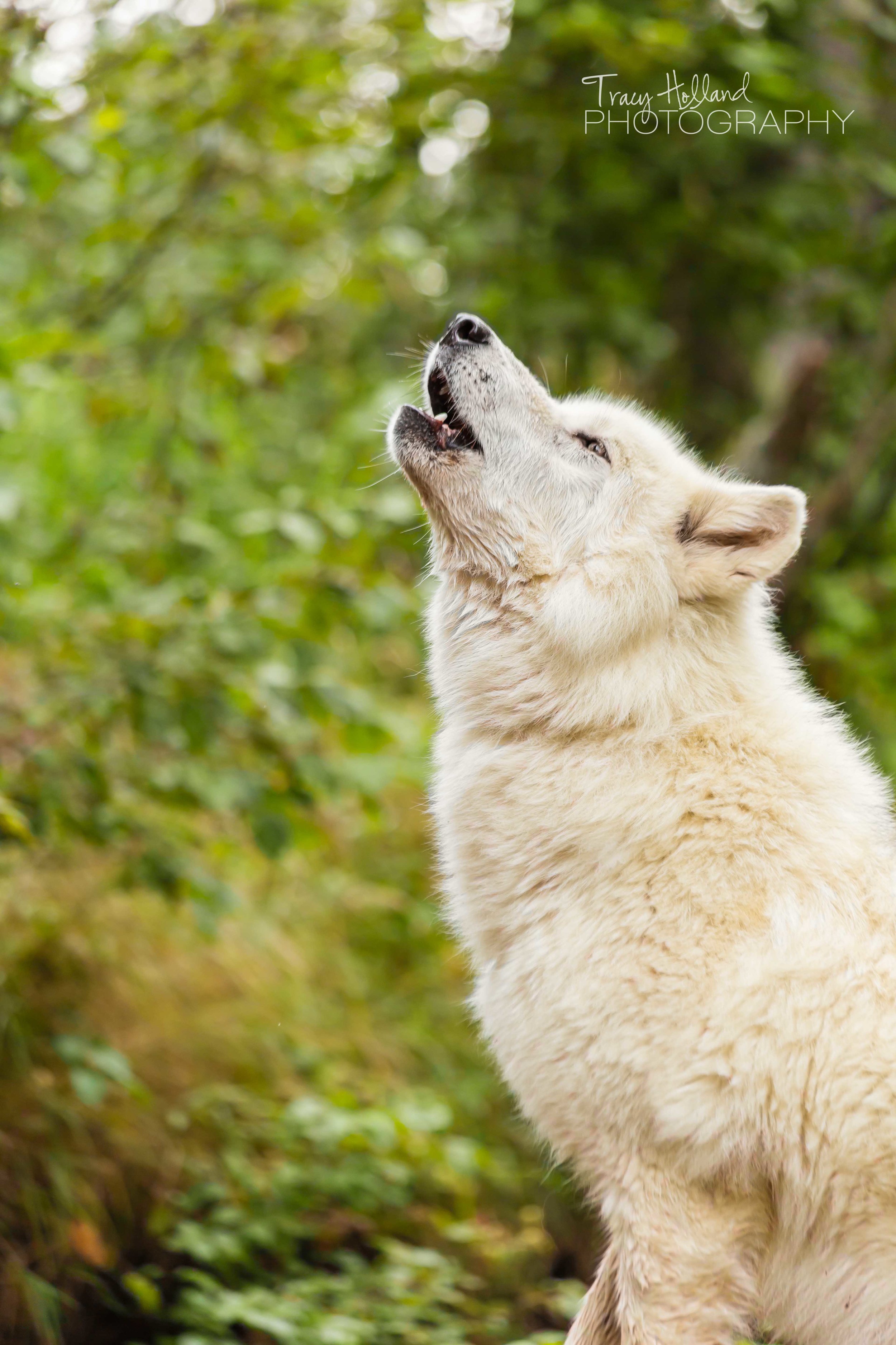 Wolf Project Blog-0810.jpg