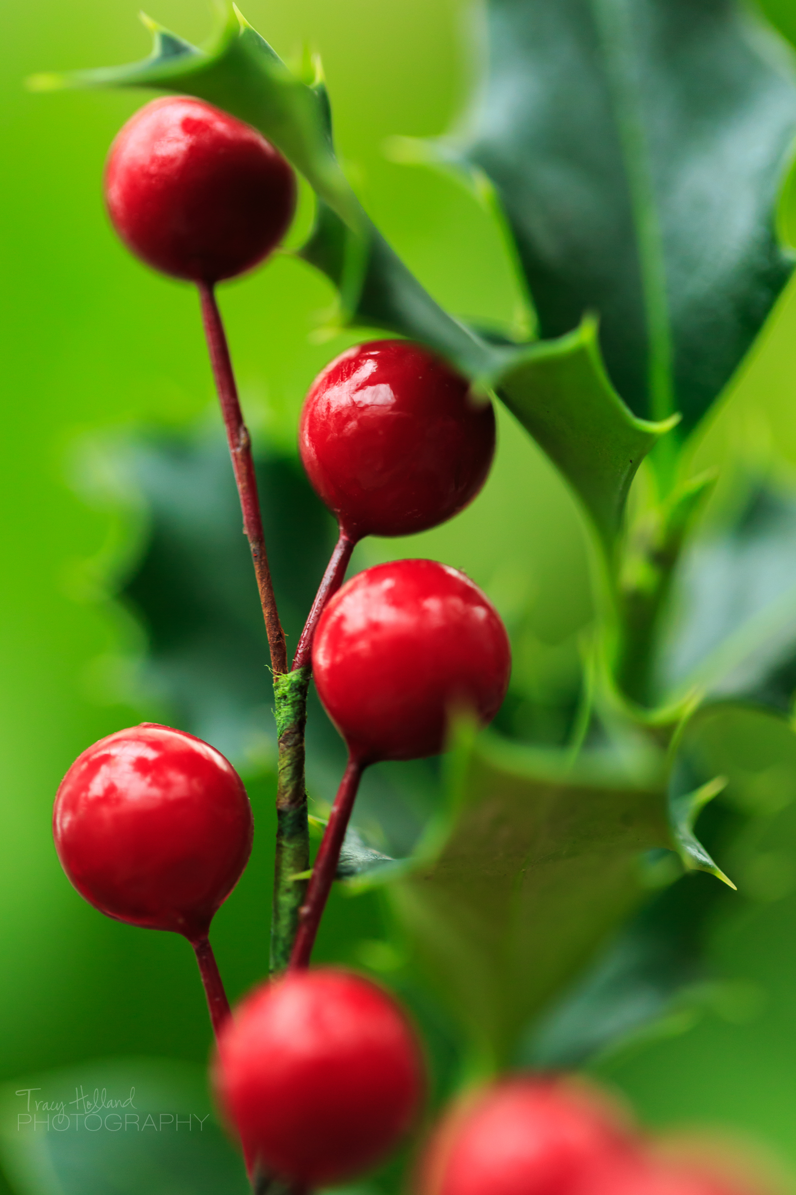 Holly-9586.jpg