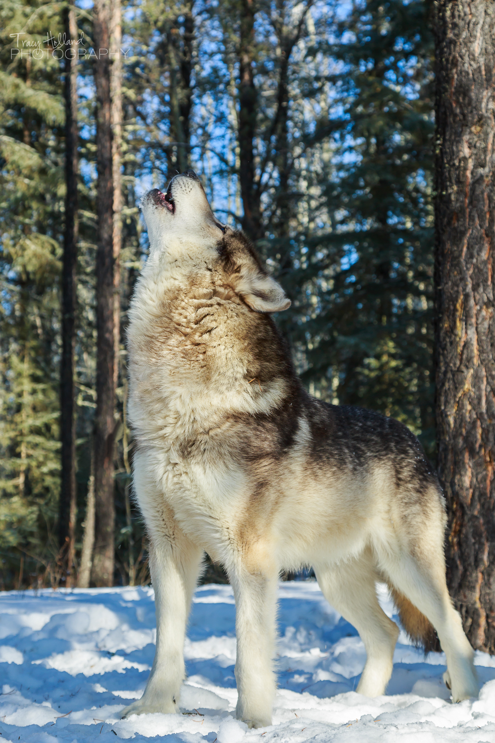Wolf Prints-2-8.jpg