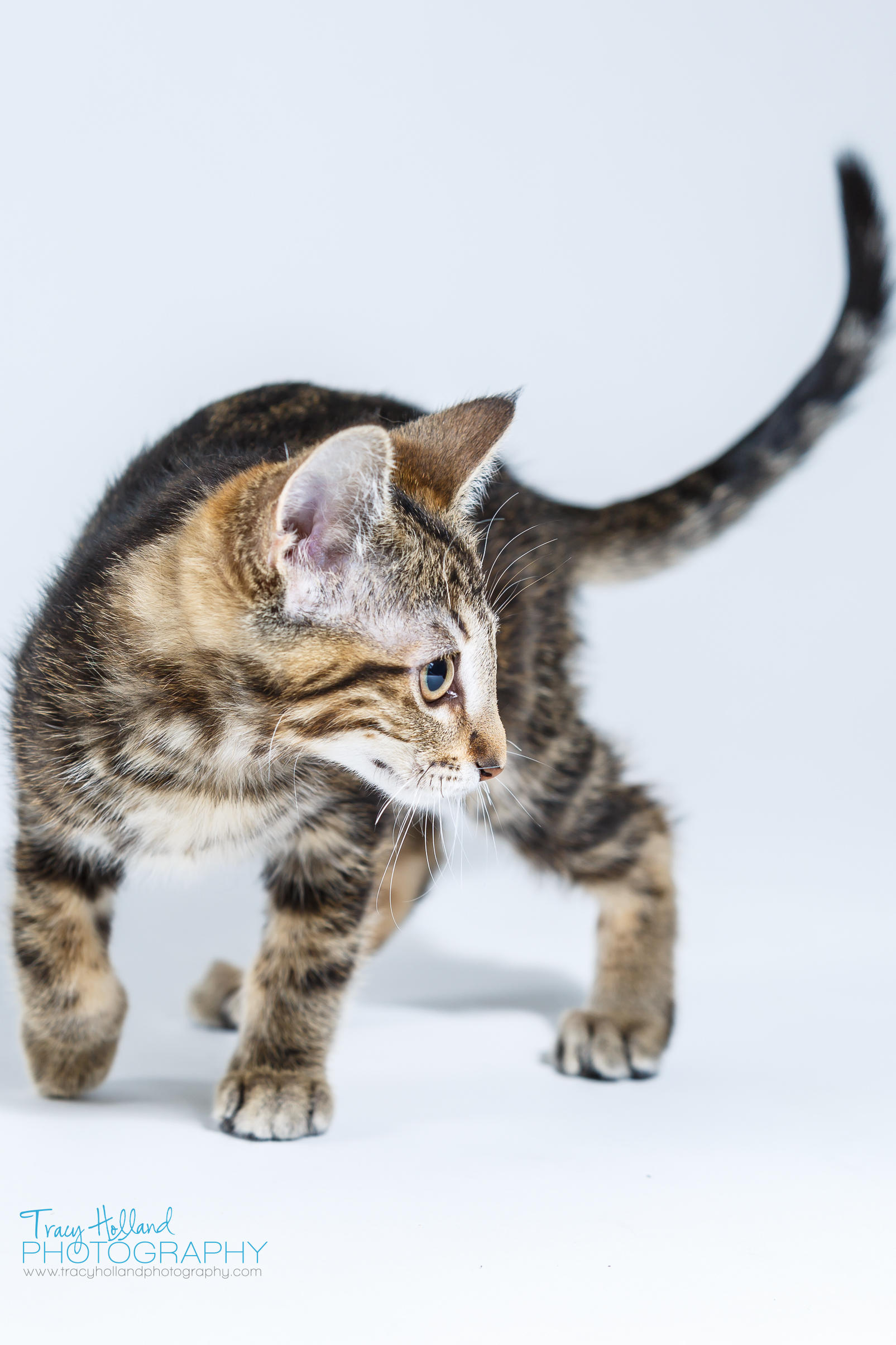 FMSPCA's Youngest