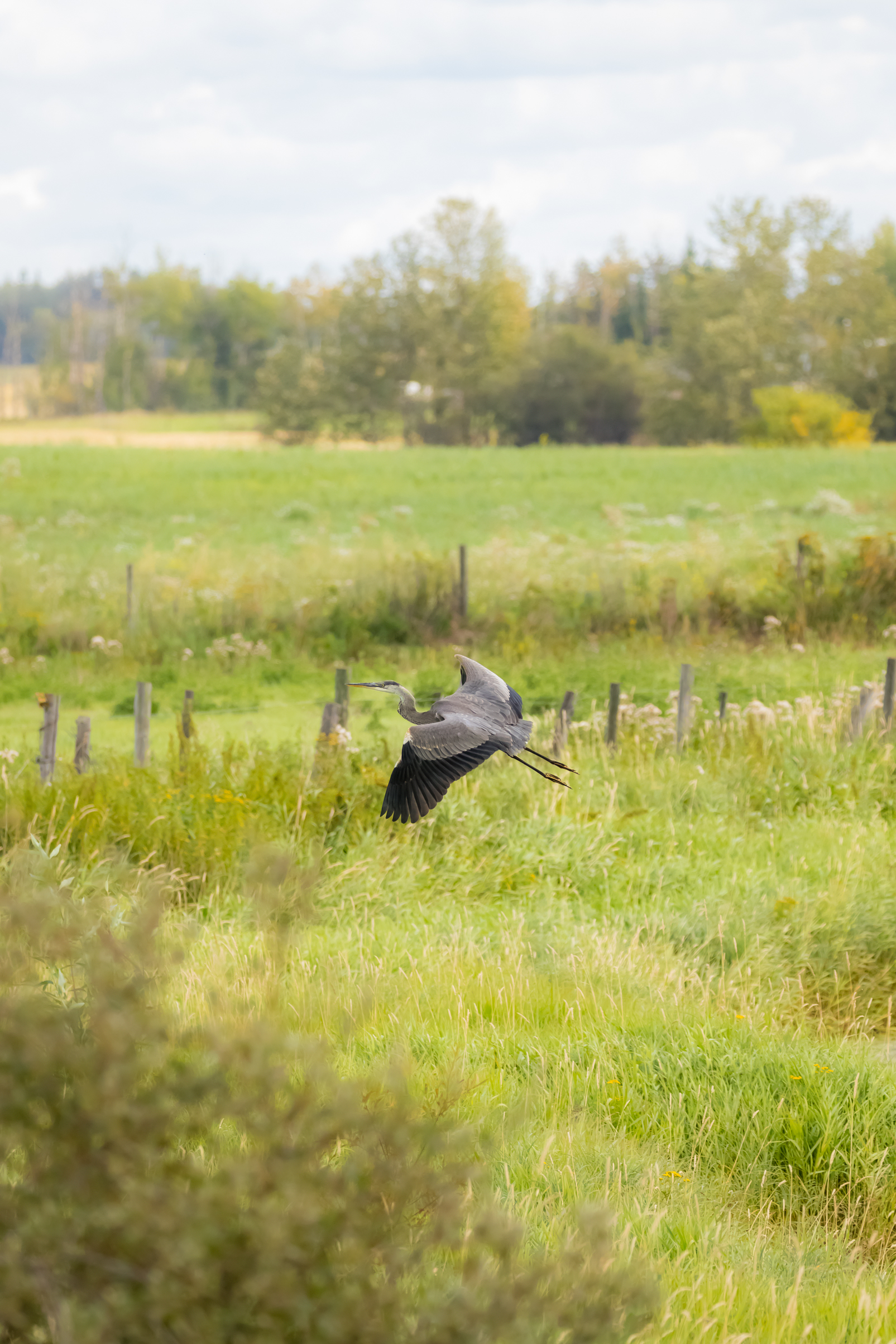 Blue Heron 090317-8651.jpg