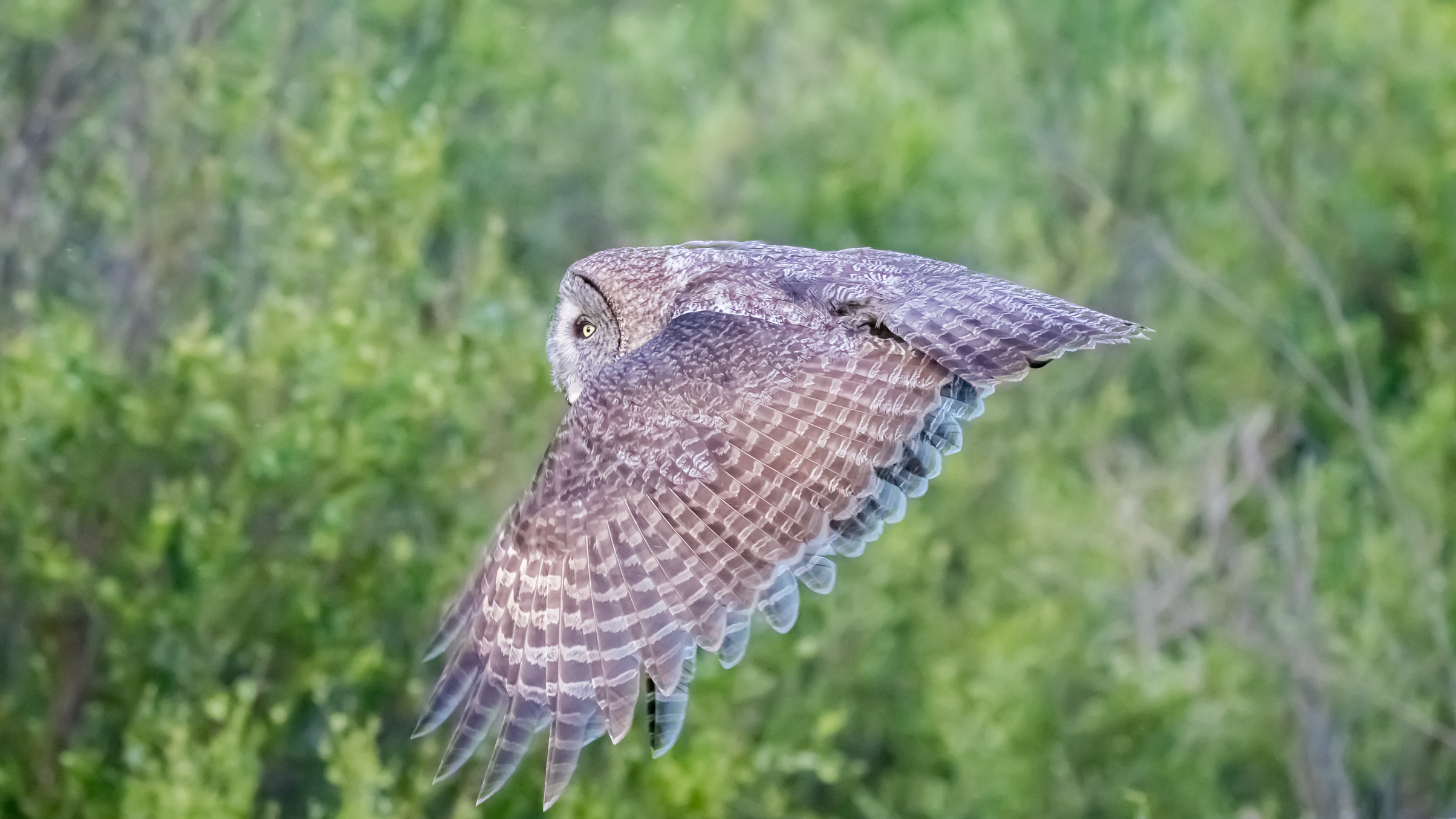 Great Grey Flight 062617-7232.jpg
