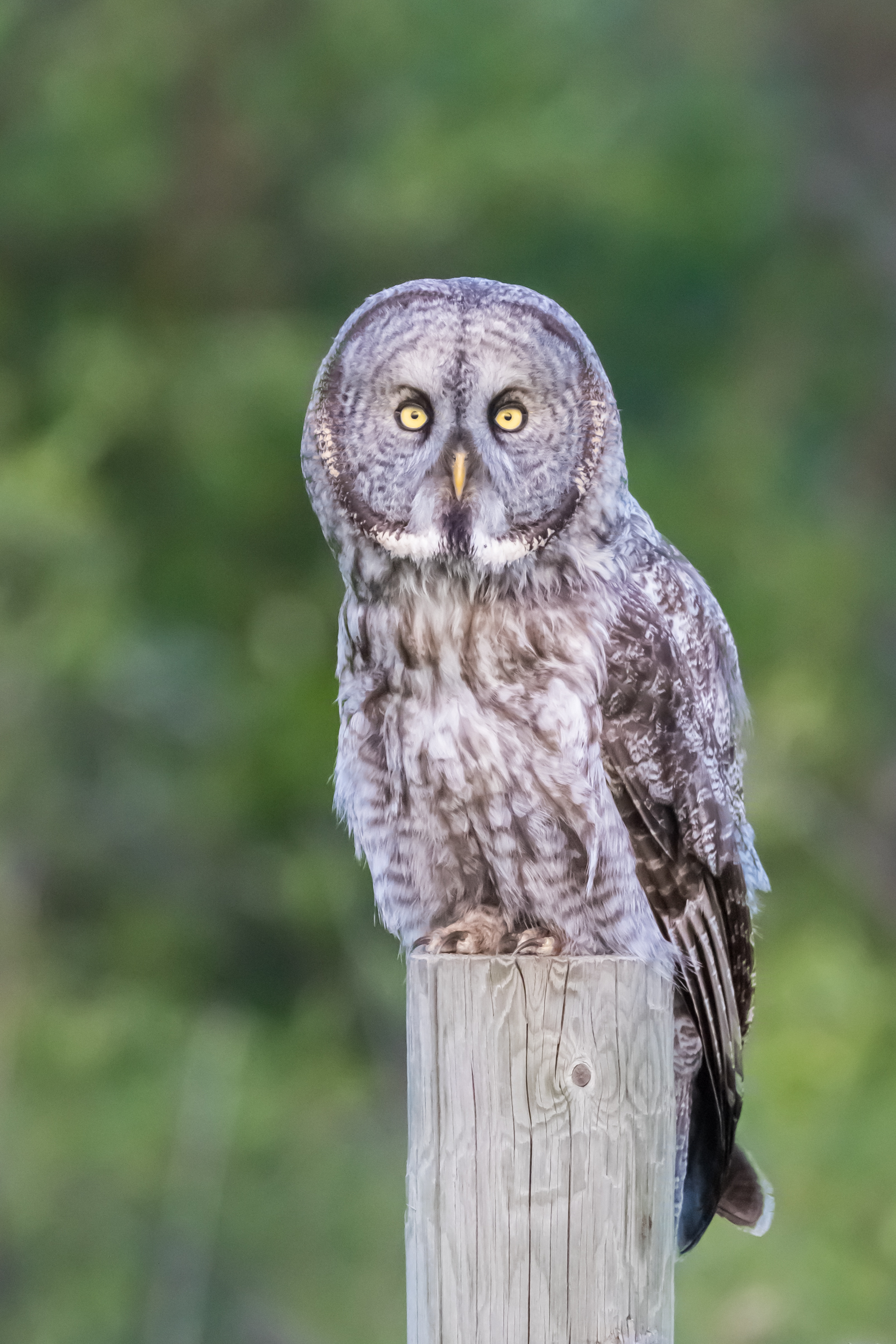 Great Grey Post 062617-7198.jpg