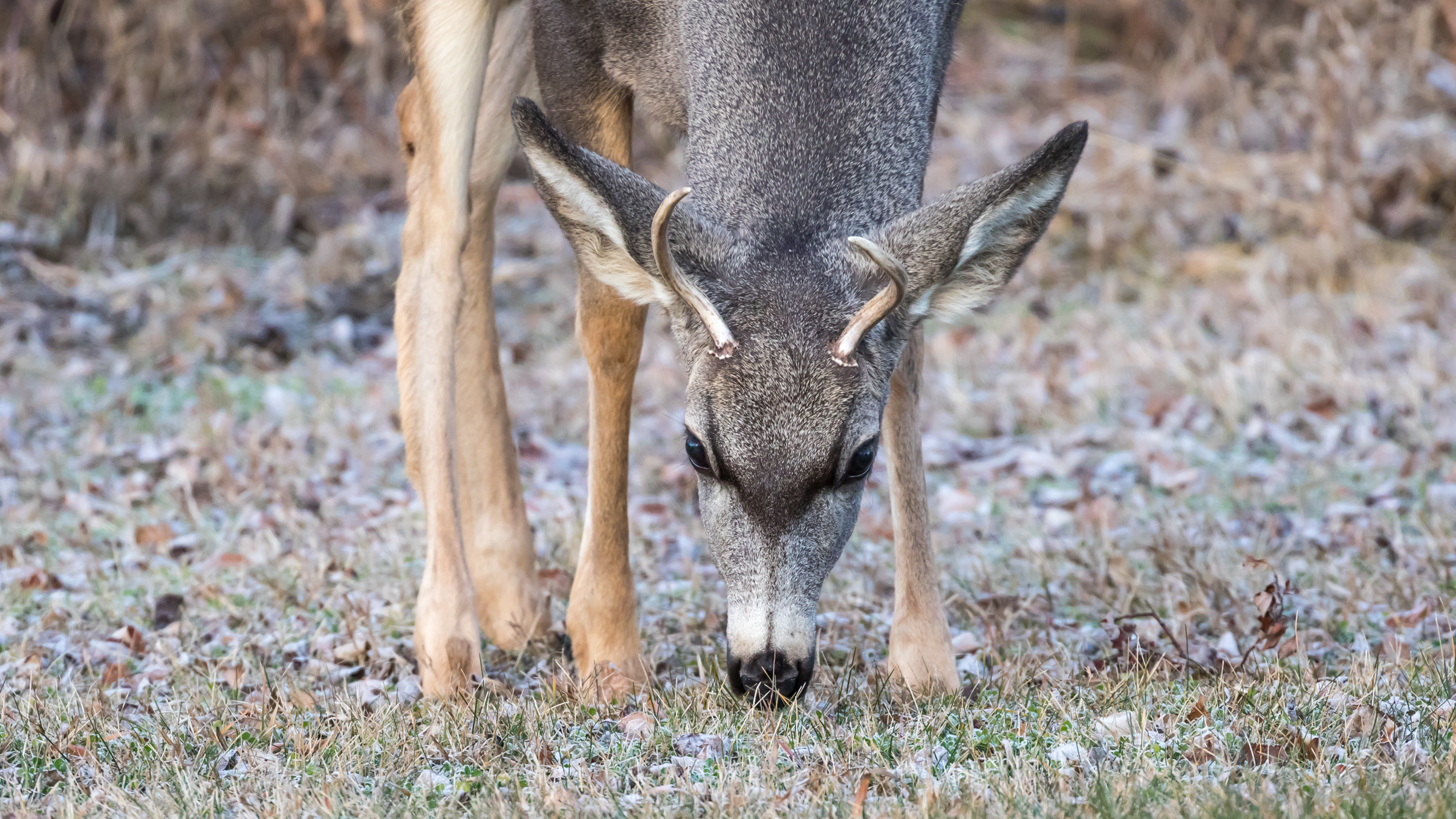 Mule Buck Closeup 111516-0047.jpg