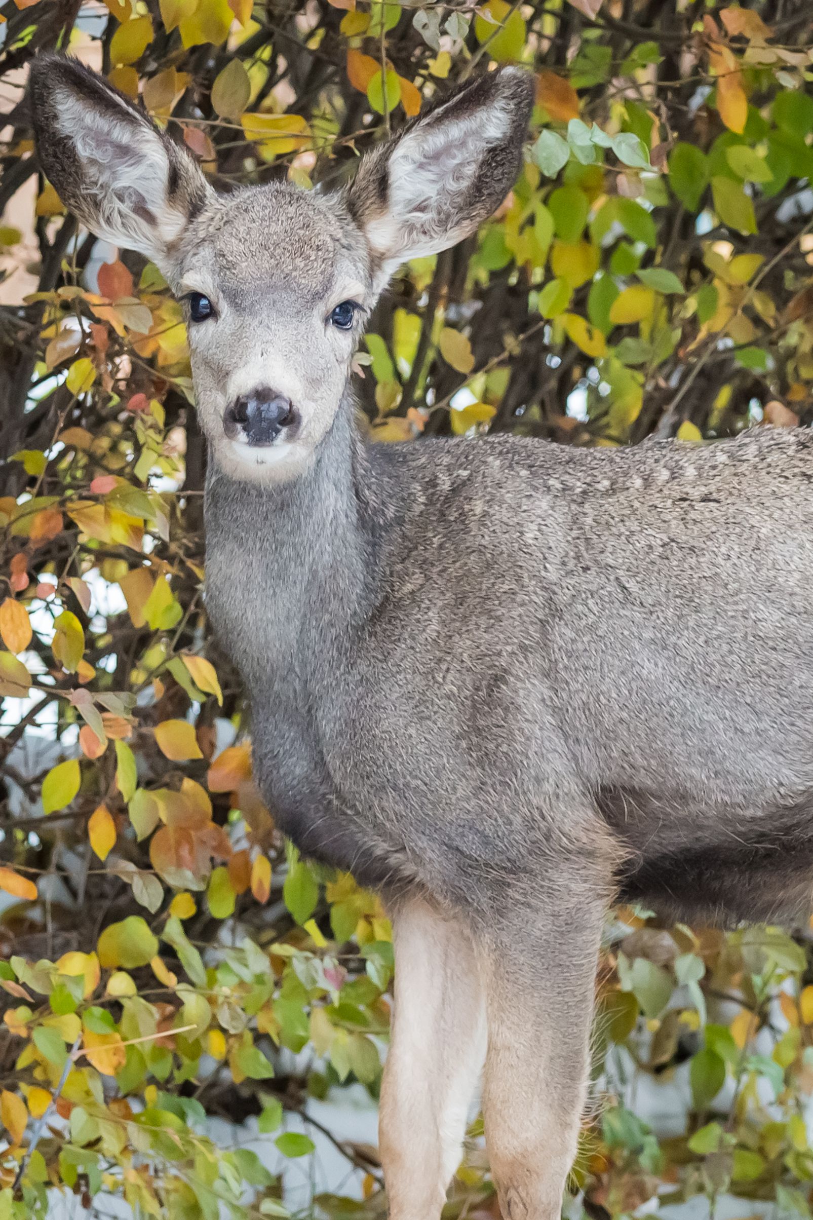 Mule Deer Closeup 101618-0009.jpg