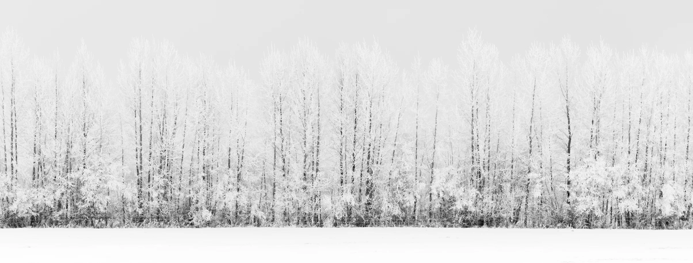 Hoar Frost 012517-.jpg