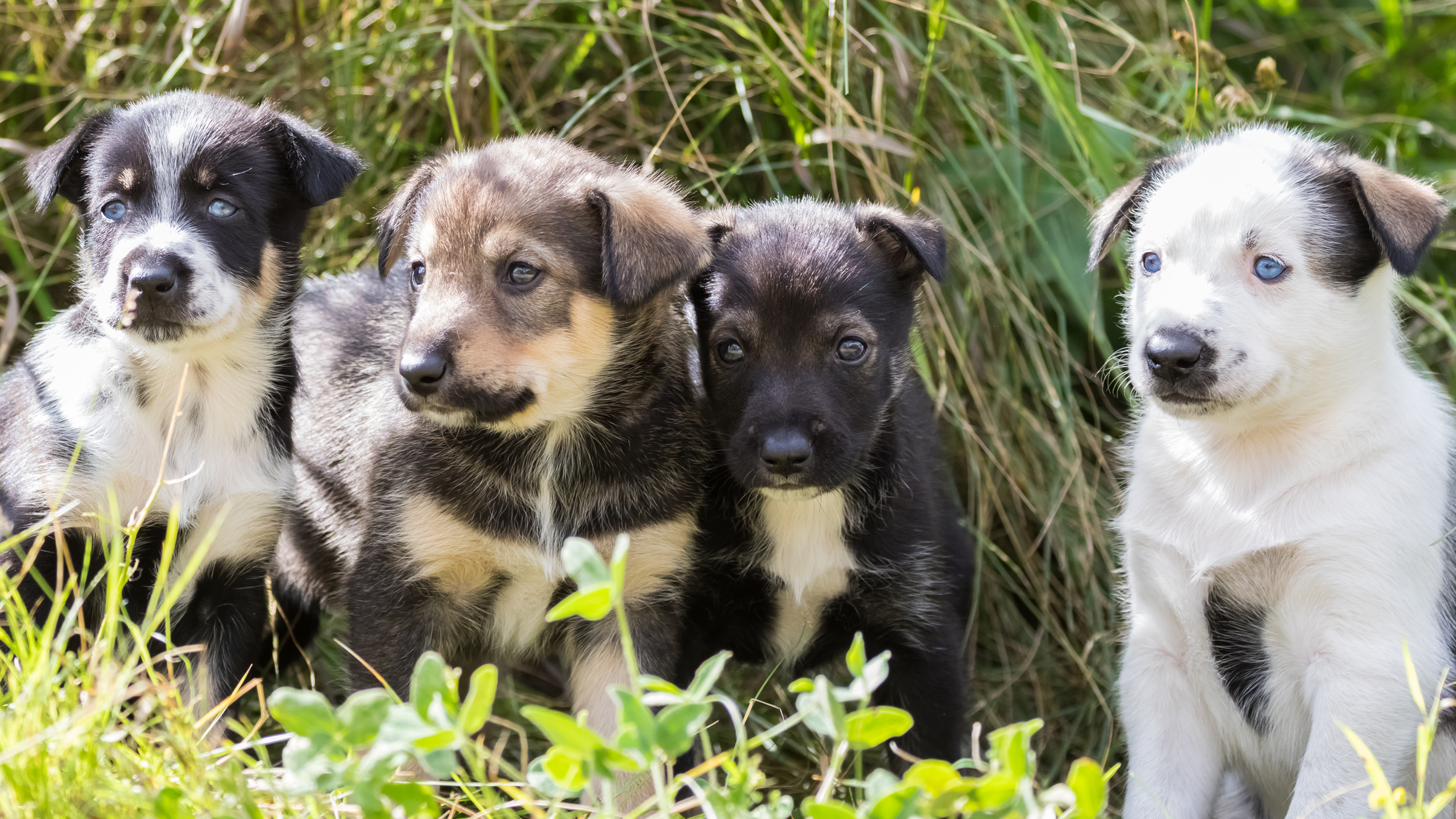 Puppy Lineup 082117-8472.jpg
