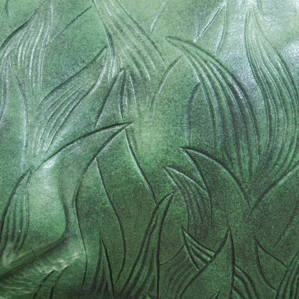 Animals | Adaptations