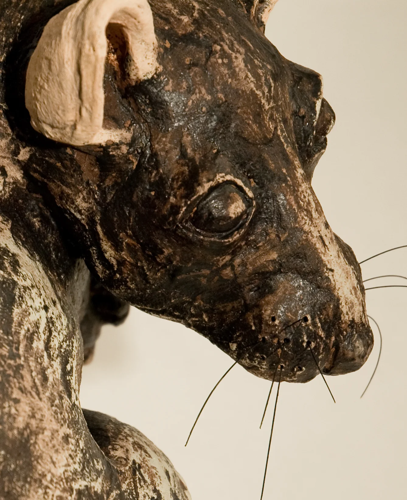 Rat_head