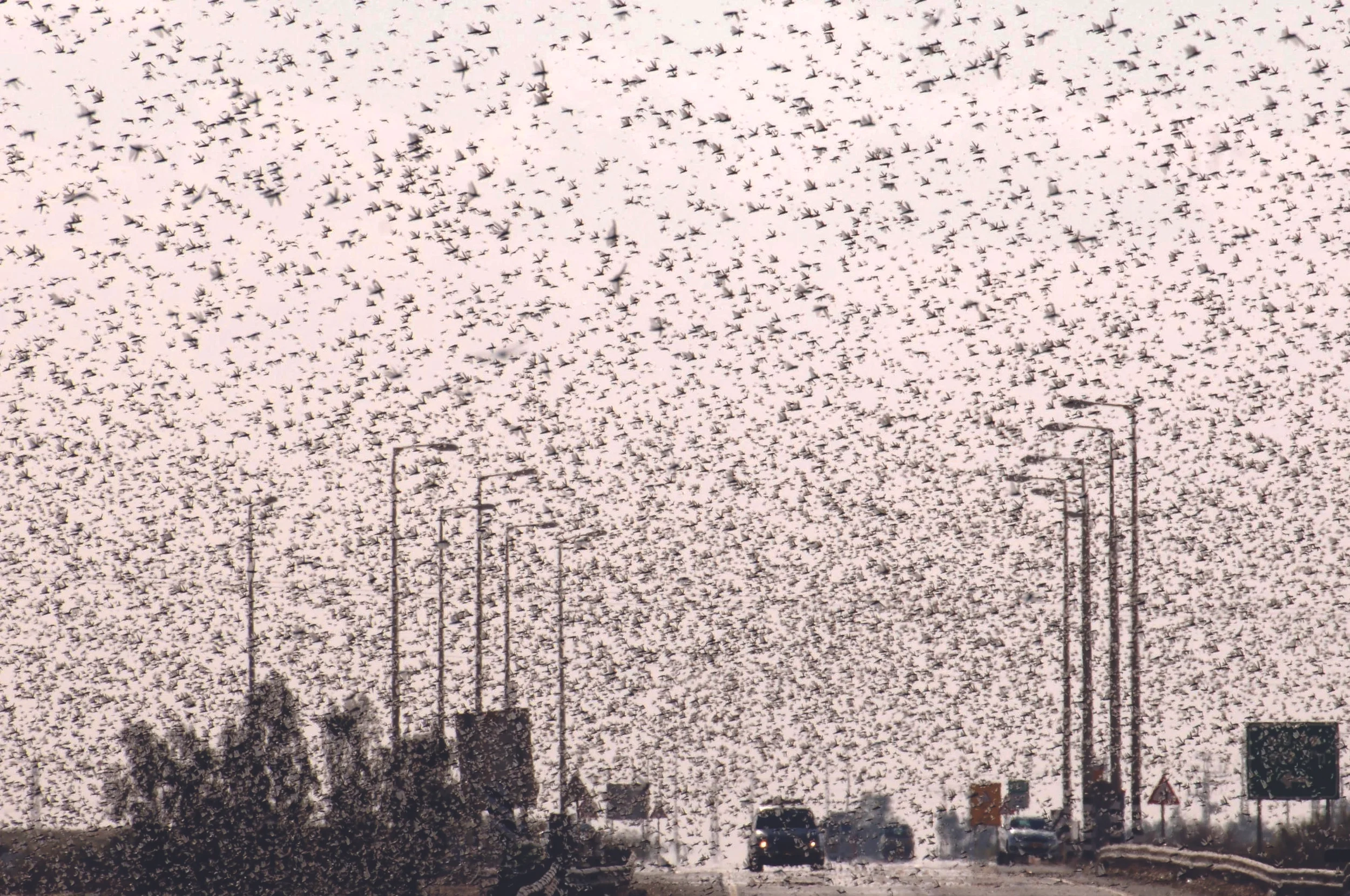 Locust-Swarm.jpg