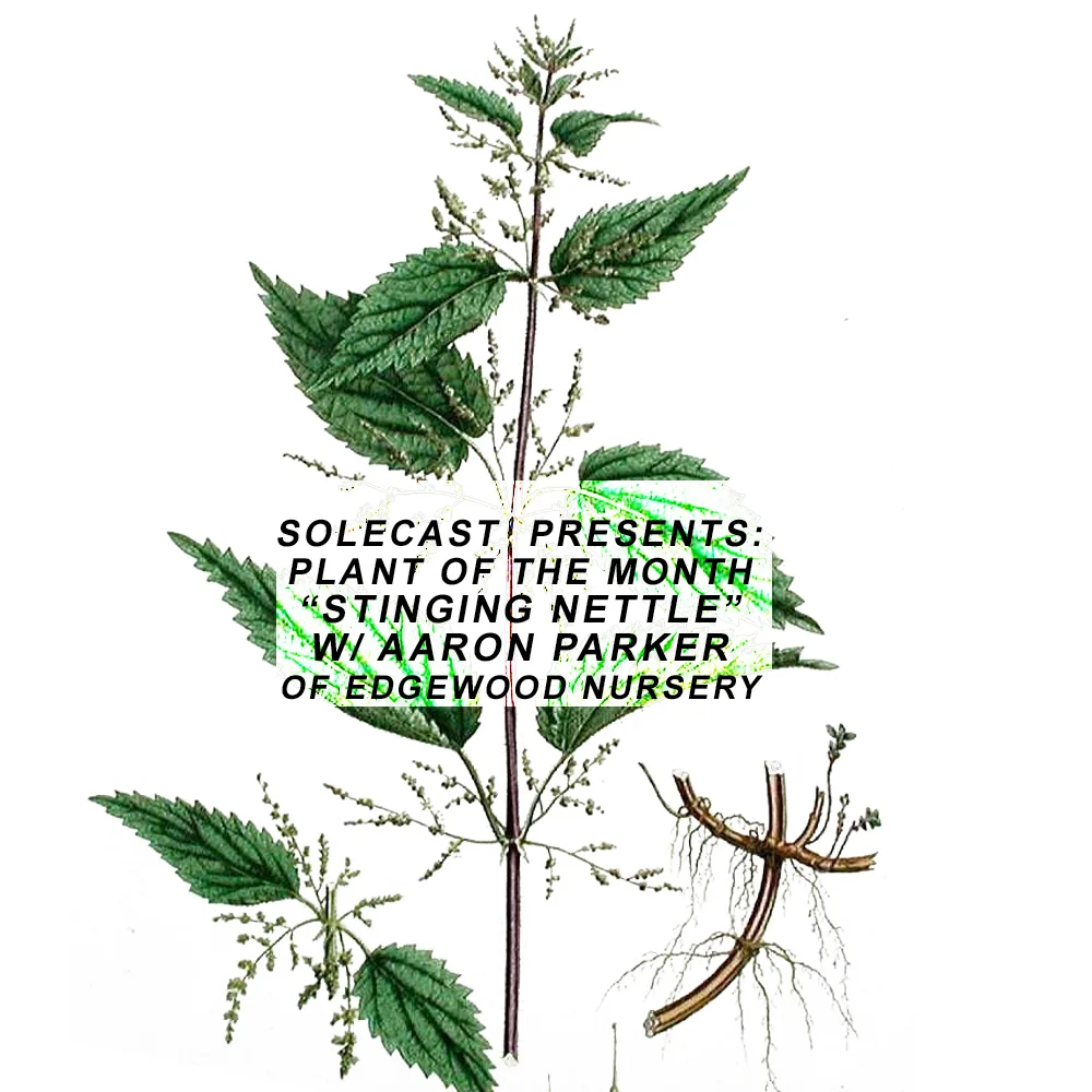 Stinging Nettle