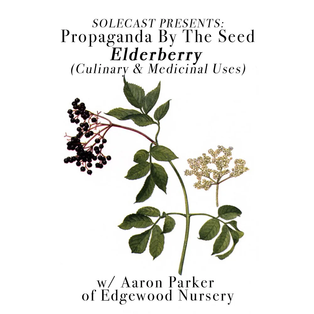 elderberry