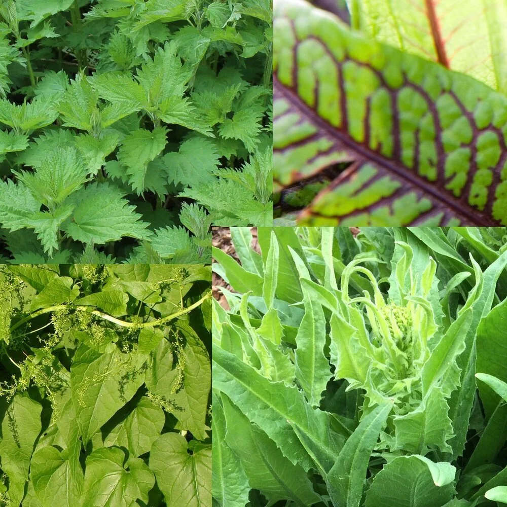 Perennial Vegetable Starter Pack