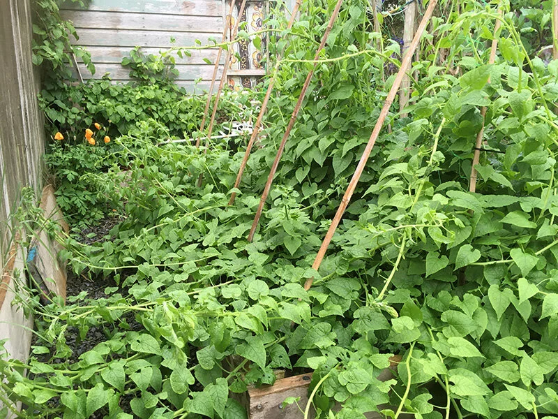 Hablitzia, a delicious perennial vining spinach-like vegetable.