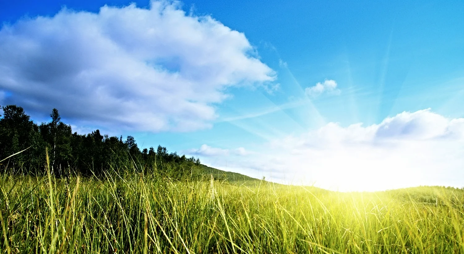 grass field.jpg
