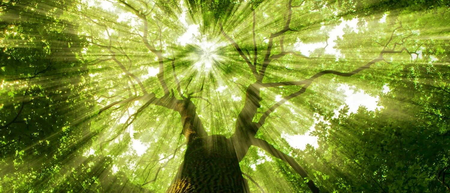tree sun streaming down.jpg