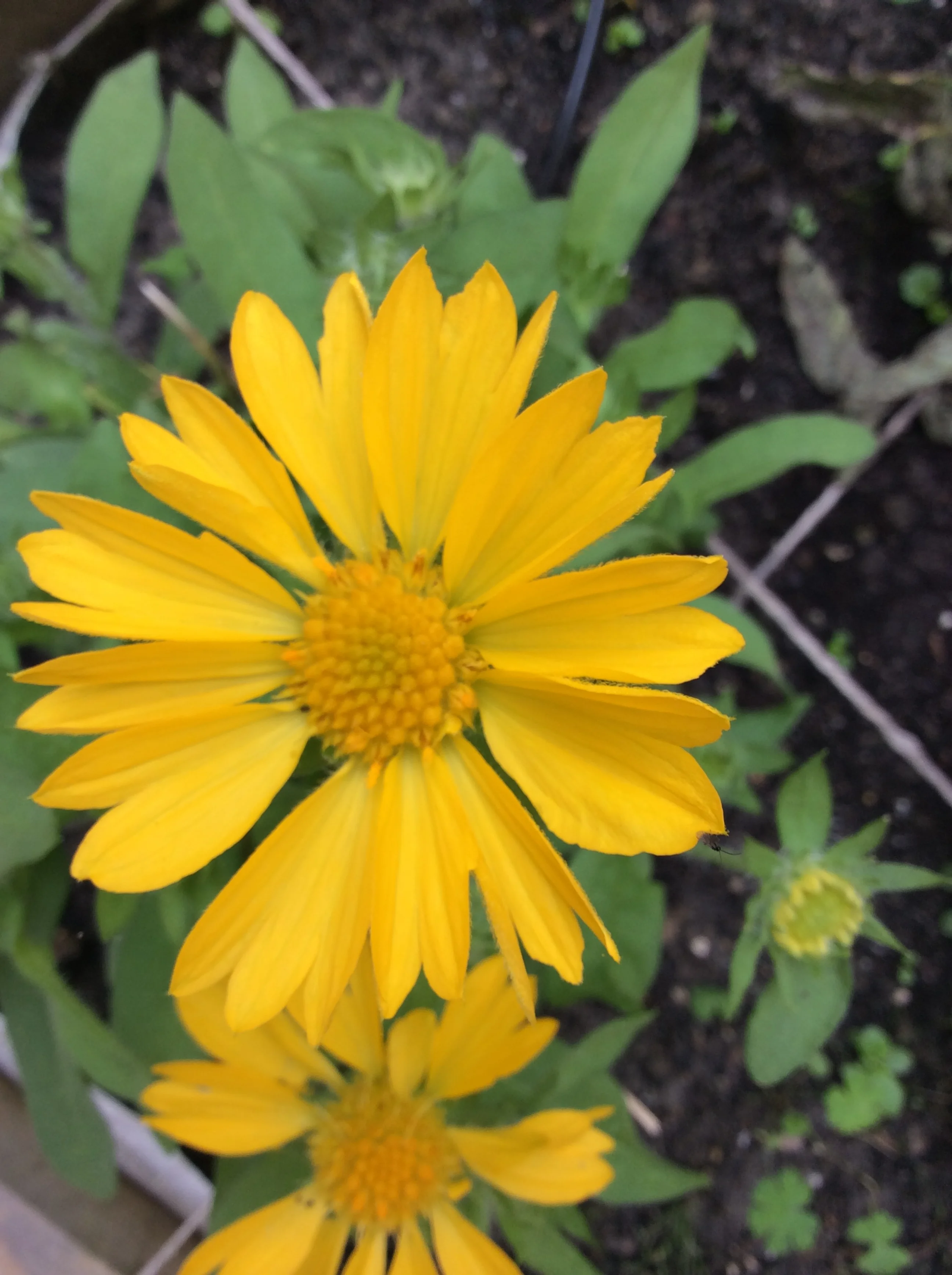 A Community Garden on the Upper West Side